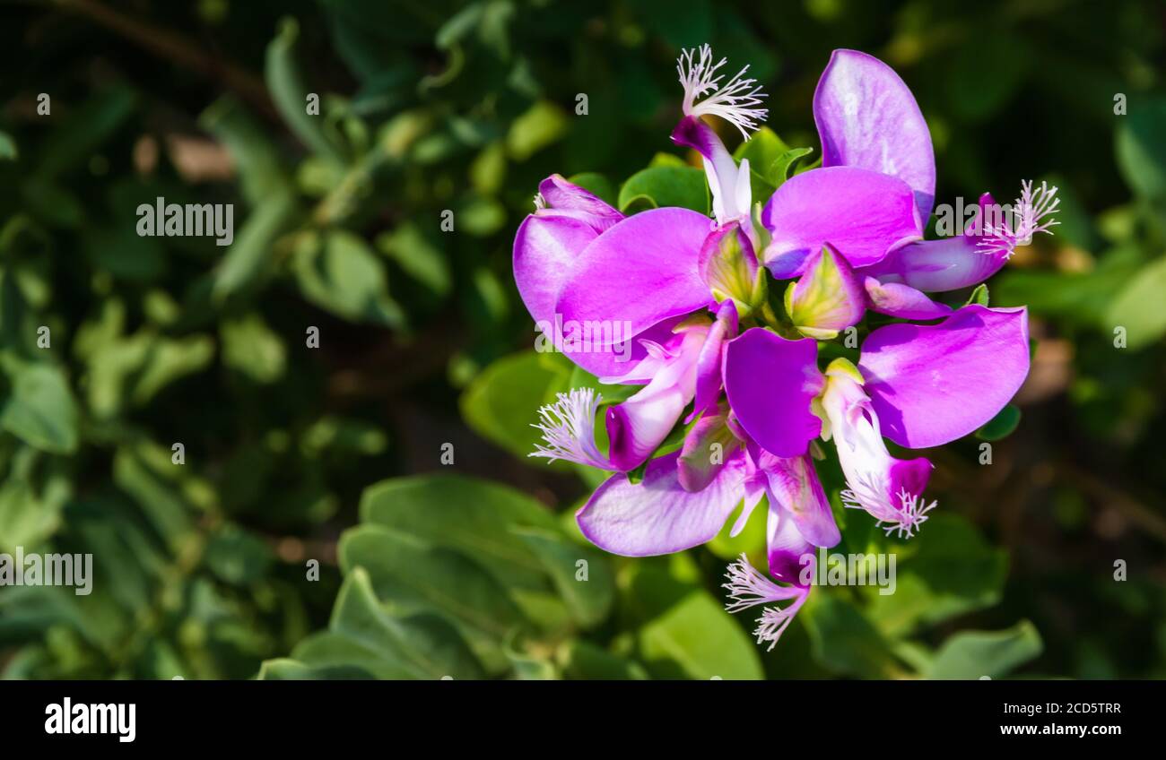 High angle shot of Polygala myrtifolia in a field under the sunlight with a blurry background Stock Photo
