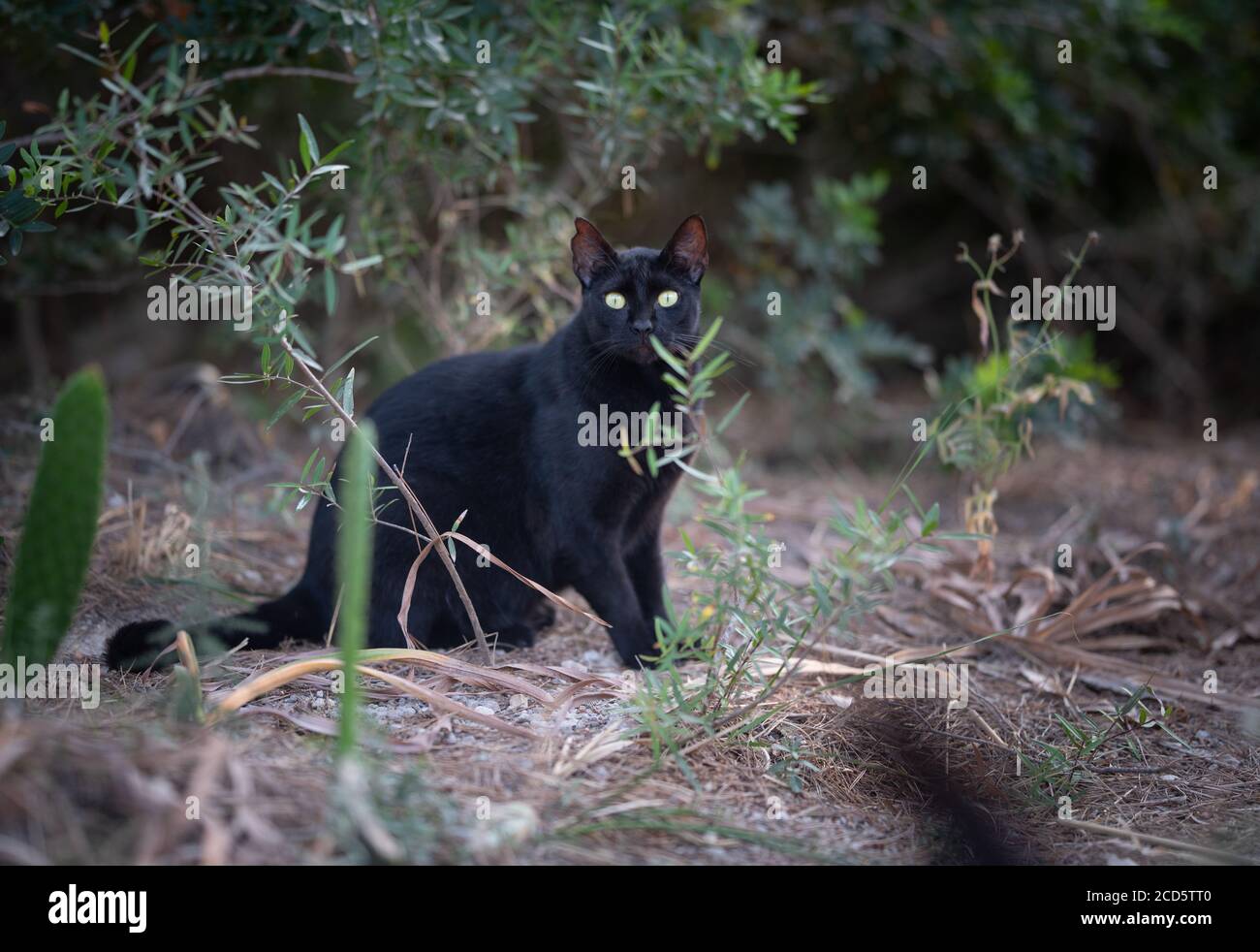 31 HQ Images Stray Cat Ear Notch : Mallorca 2019 Side View Of A Black Stray Cat With Ear Notch Walking Crossing The Street Looking At Camera On Majorca Buy This Stock Photo And Explore Similar Images At Adobe