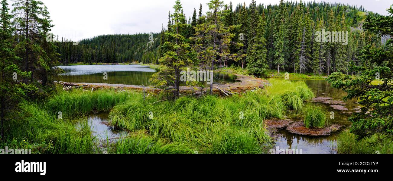 Beaver dam holding back water on Horseshoe Lake, Denali National Park, Alaska, USA Stock Photo