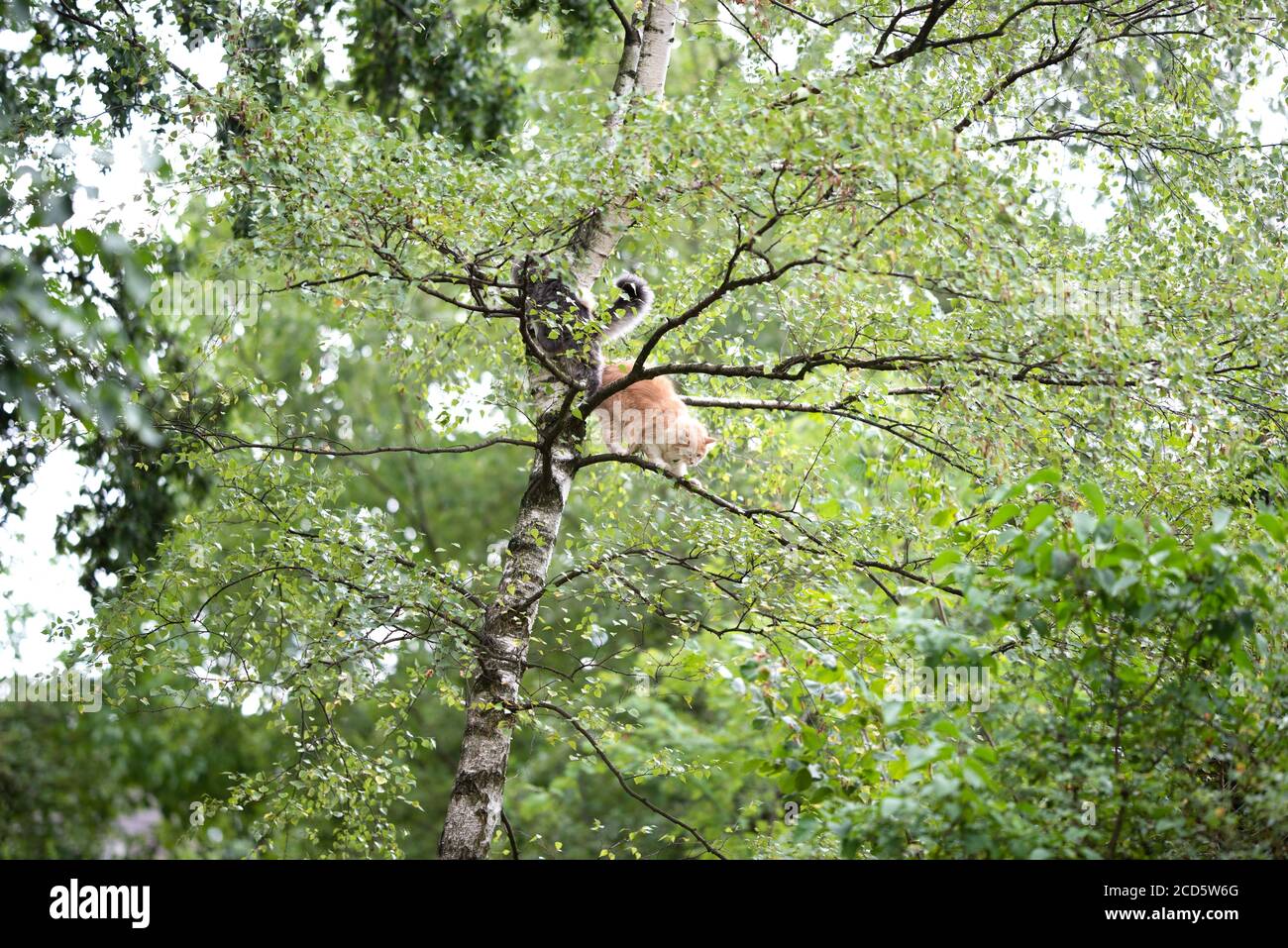 two young maine coon cats climbing on high birch tree outdoors in the