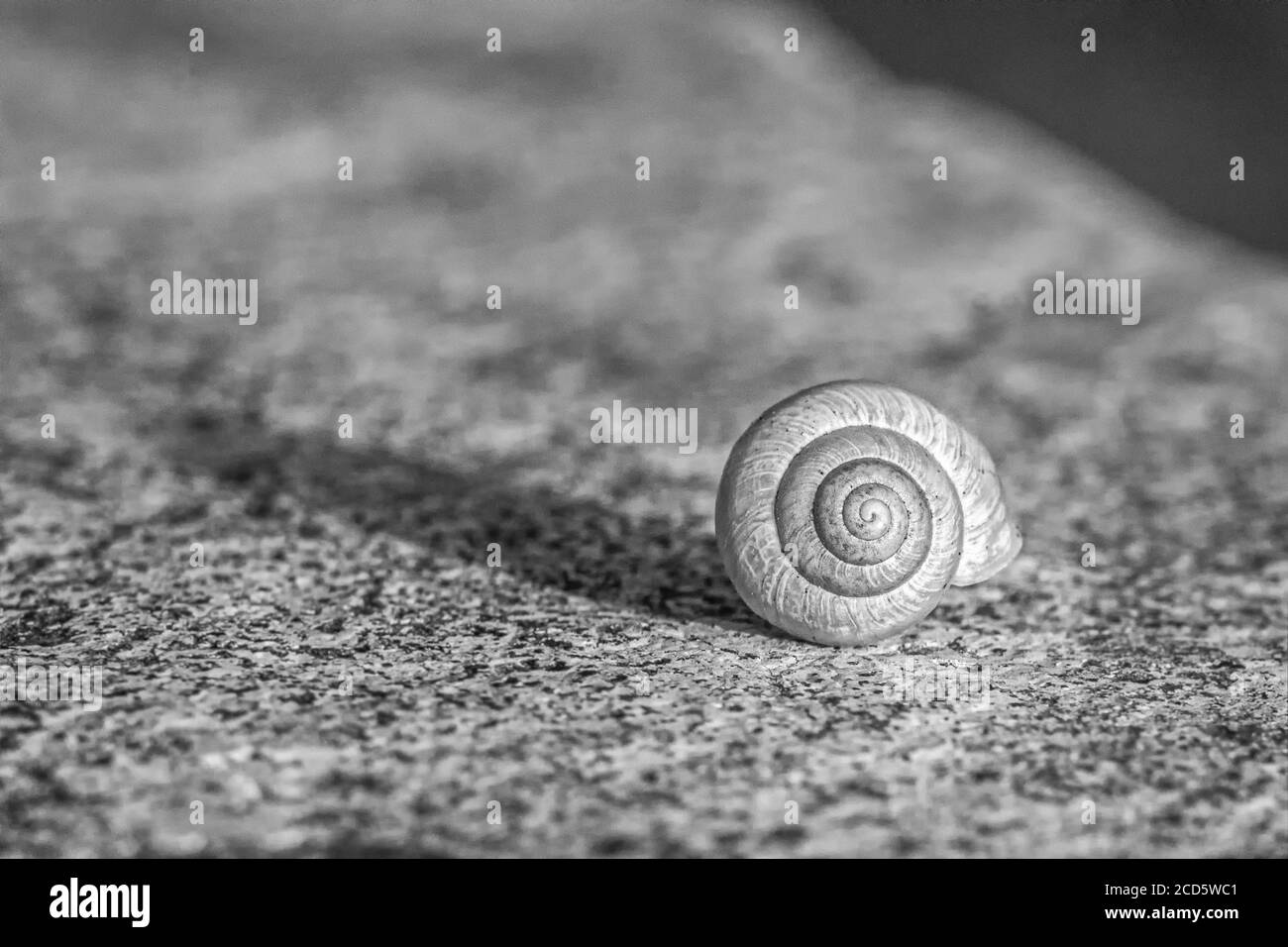 Closeup grayscale shot of a snail on the ground Stock Photo