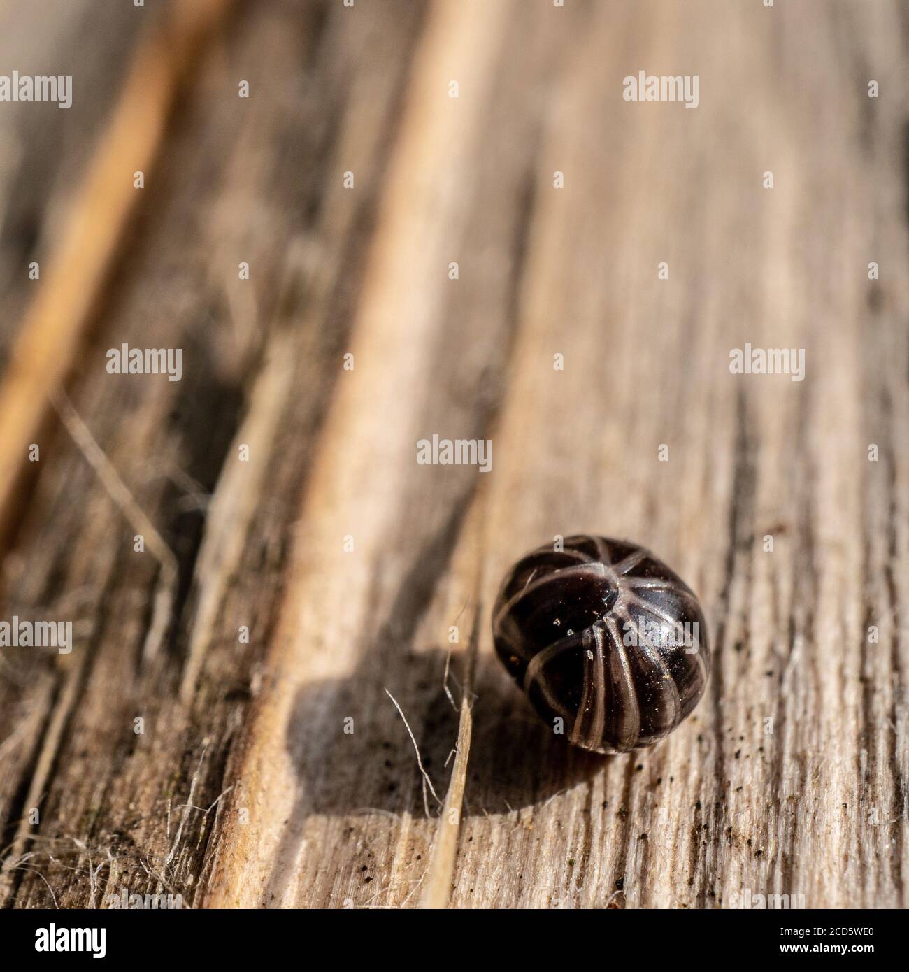 A set of numbers (1234567890), silver metal perforated with small holes  isolated on white background close-up Stock Photo - Alamy