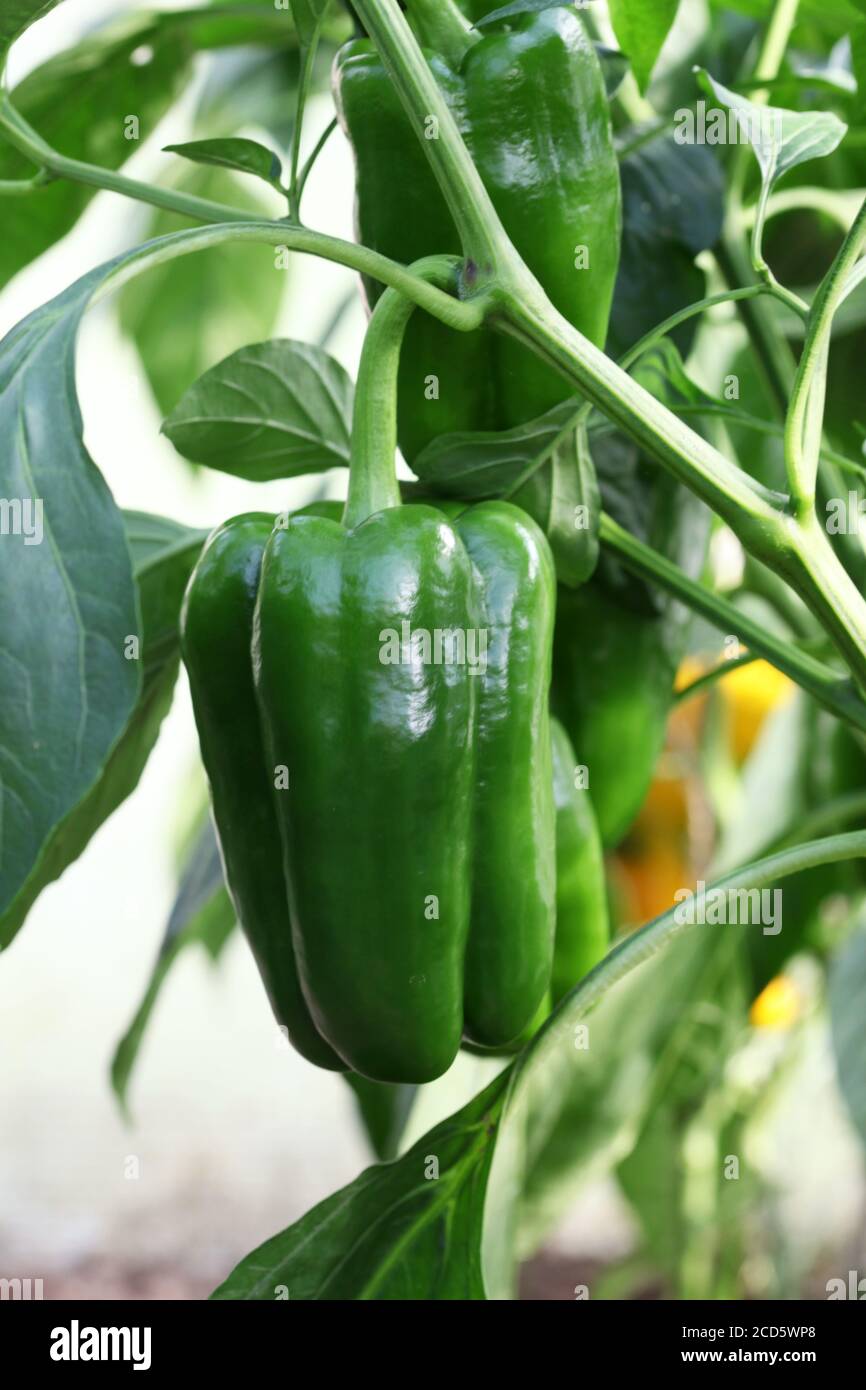 Giant green bell pepper hi-res stock photography and images - Alamy