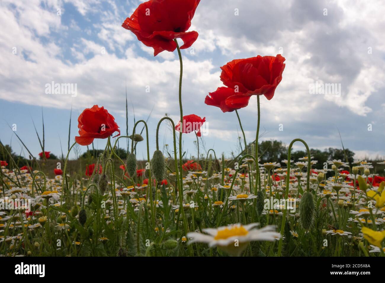 Wild white daisies and red poppies in the field. Stock Photo