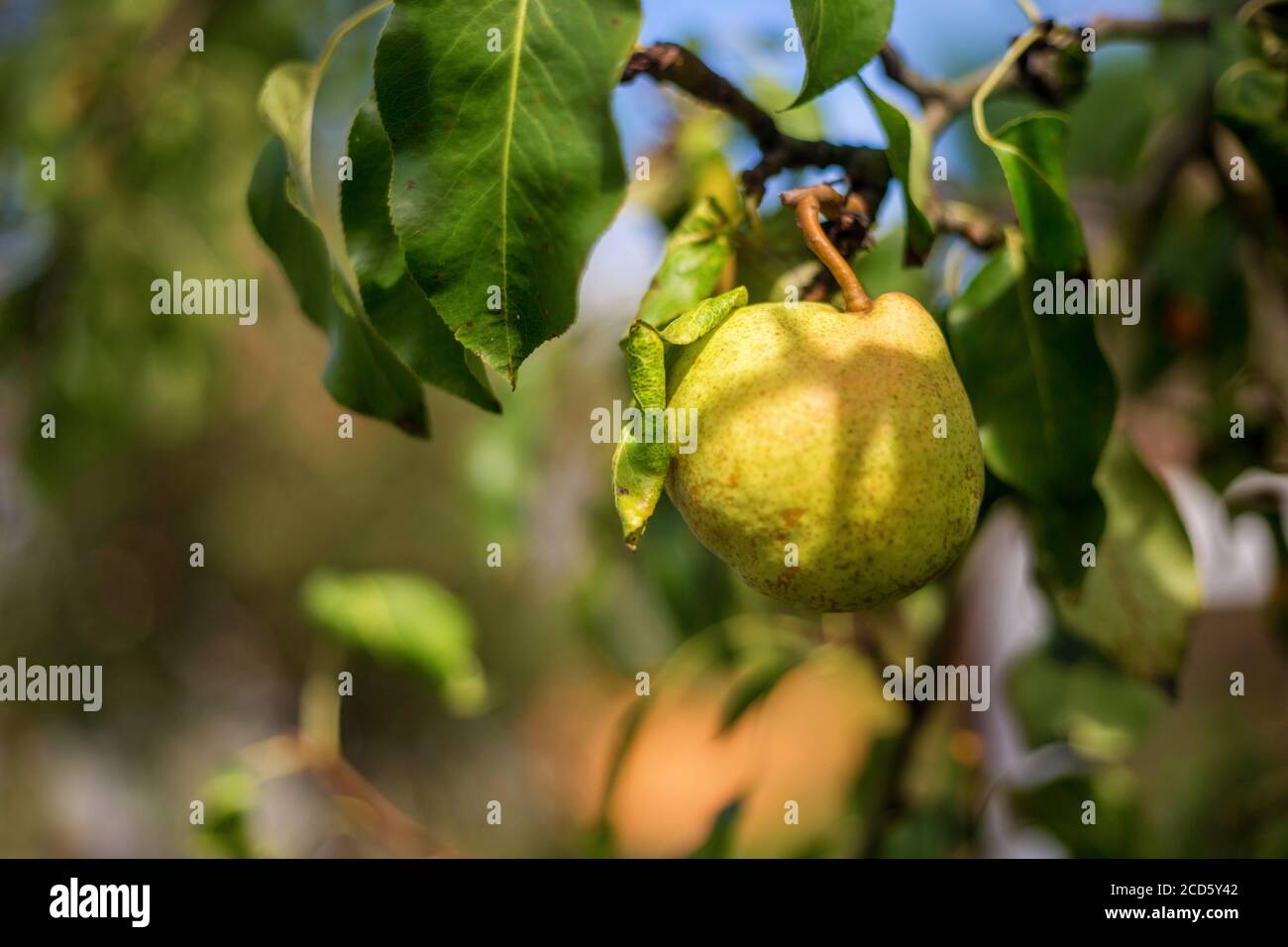 Ripe Pears on tree in fruit garden Stock Photo