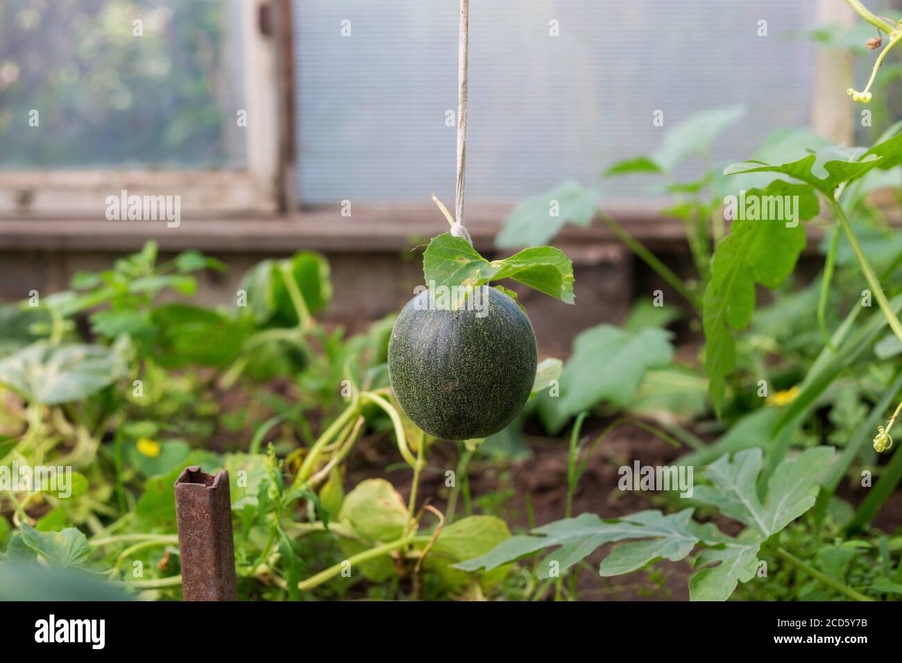 Baby Cantaloupe Plant High Resolution Stock Photography And Images Alamy
