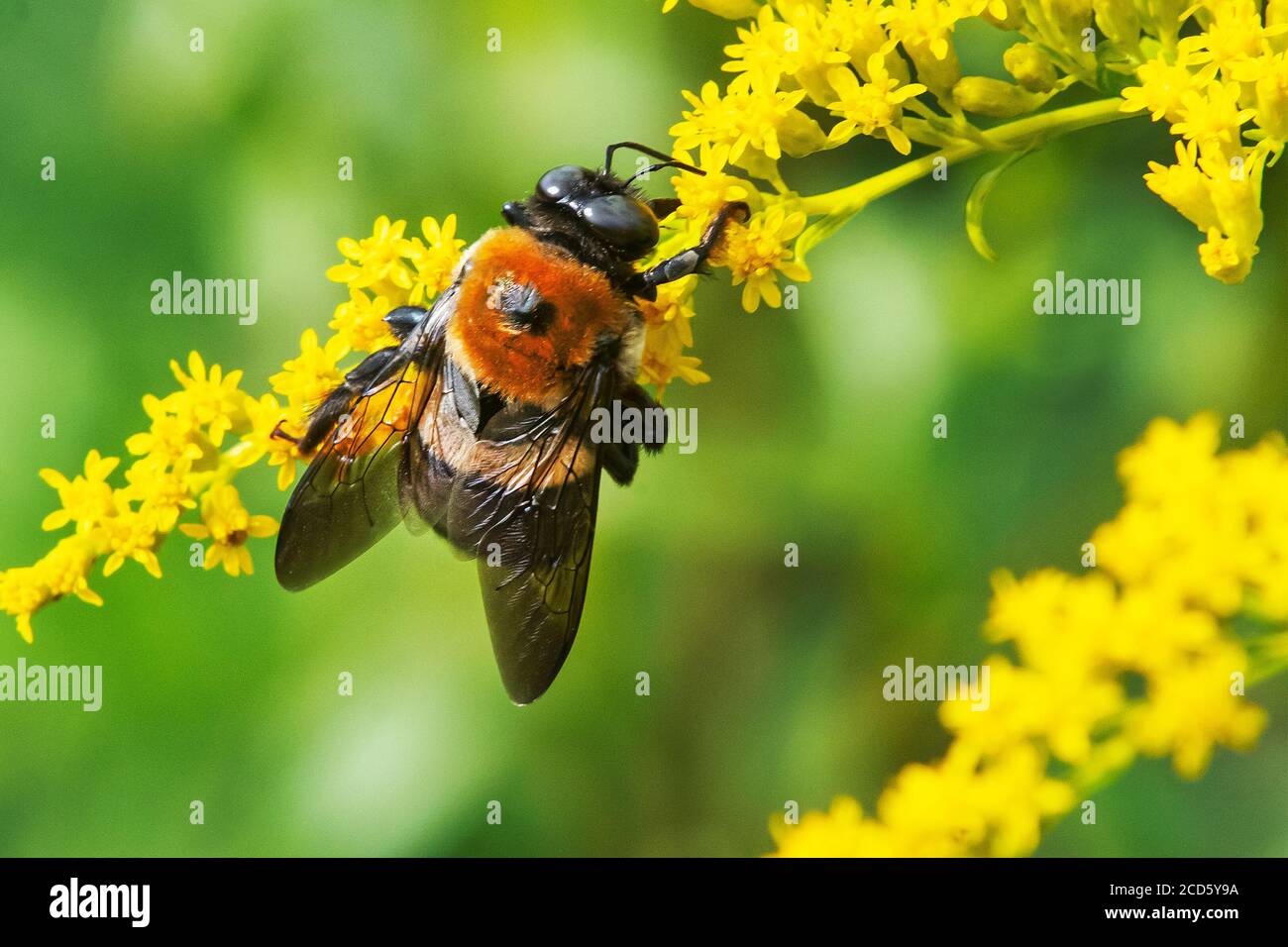 Carpenter bee foraging on goldenrod Stock Photo