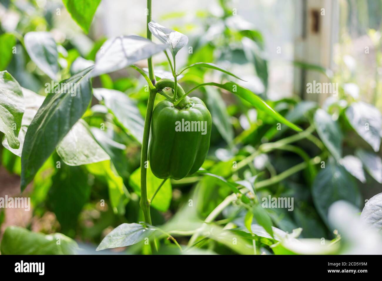Growing peppers in a greenhouse, unripe peppers grow Stock Photo Alamy