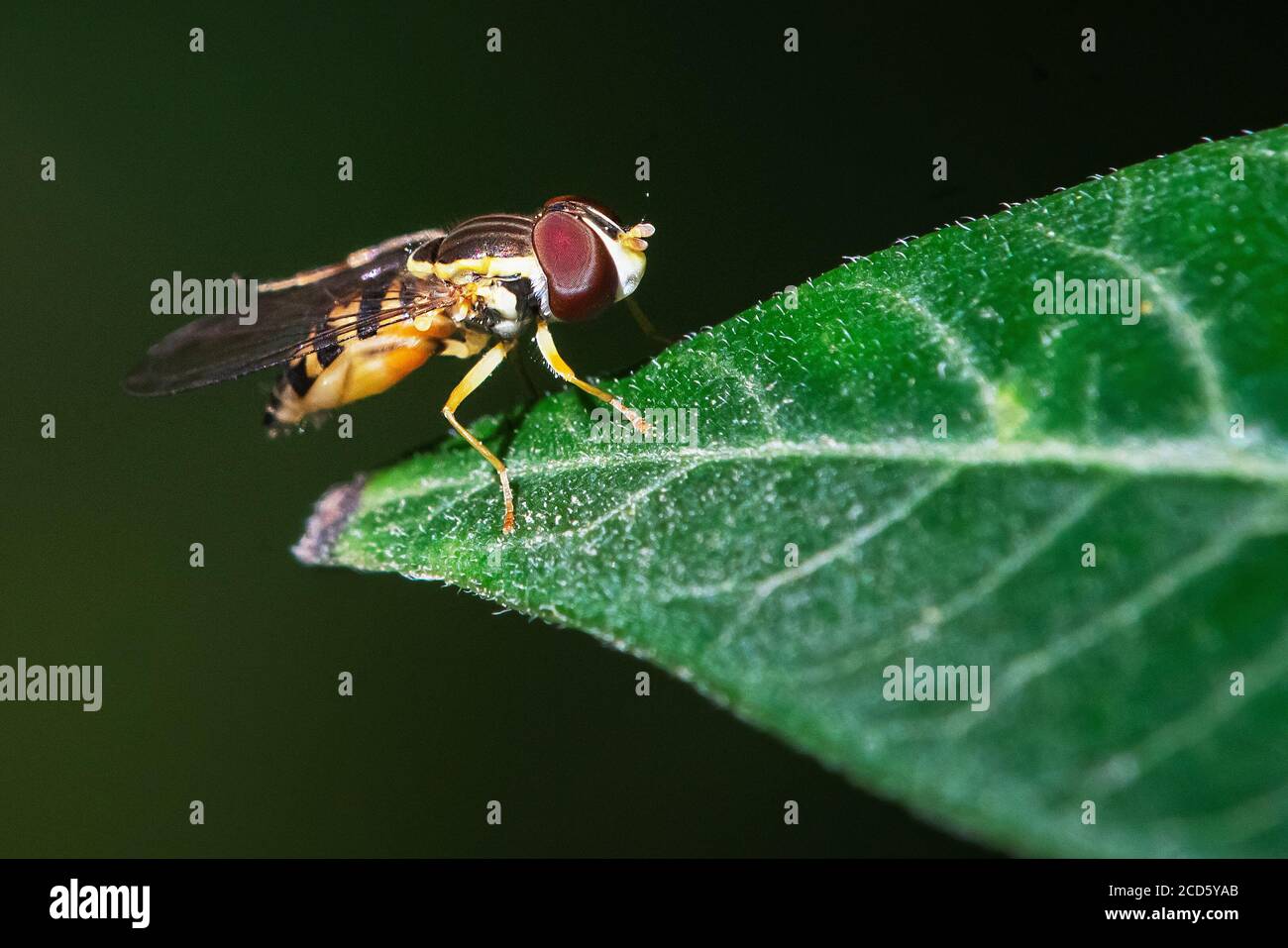 Hoverfly perched on leaf Stock Photo
