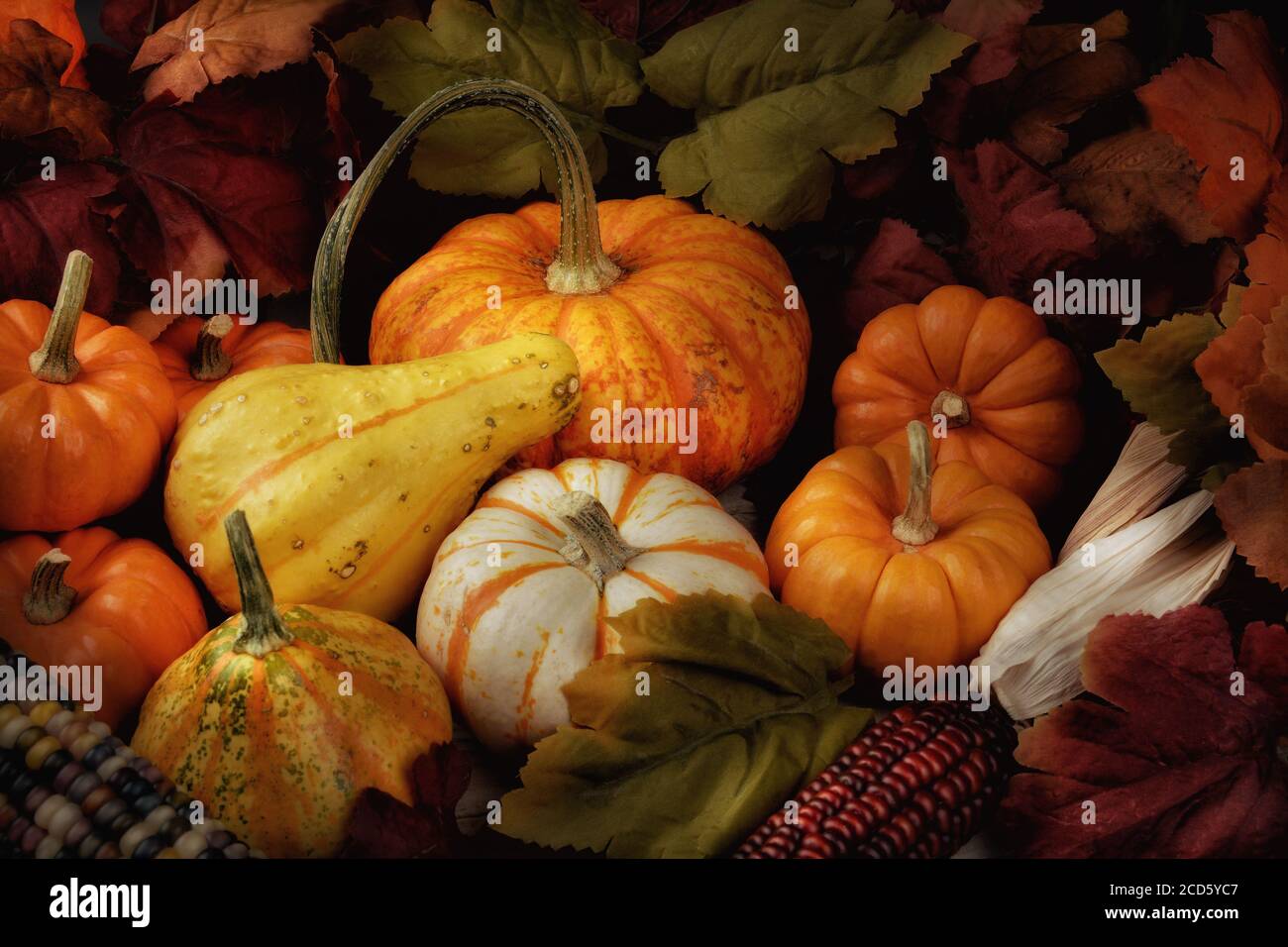High angle view of a Fall still life with assorted gourds and pumpkins, indian corn and leaves, with warm side light. Stock Photo