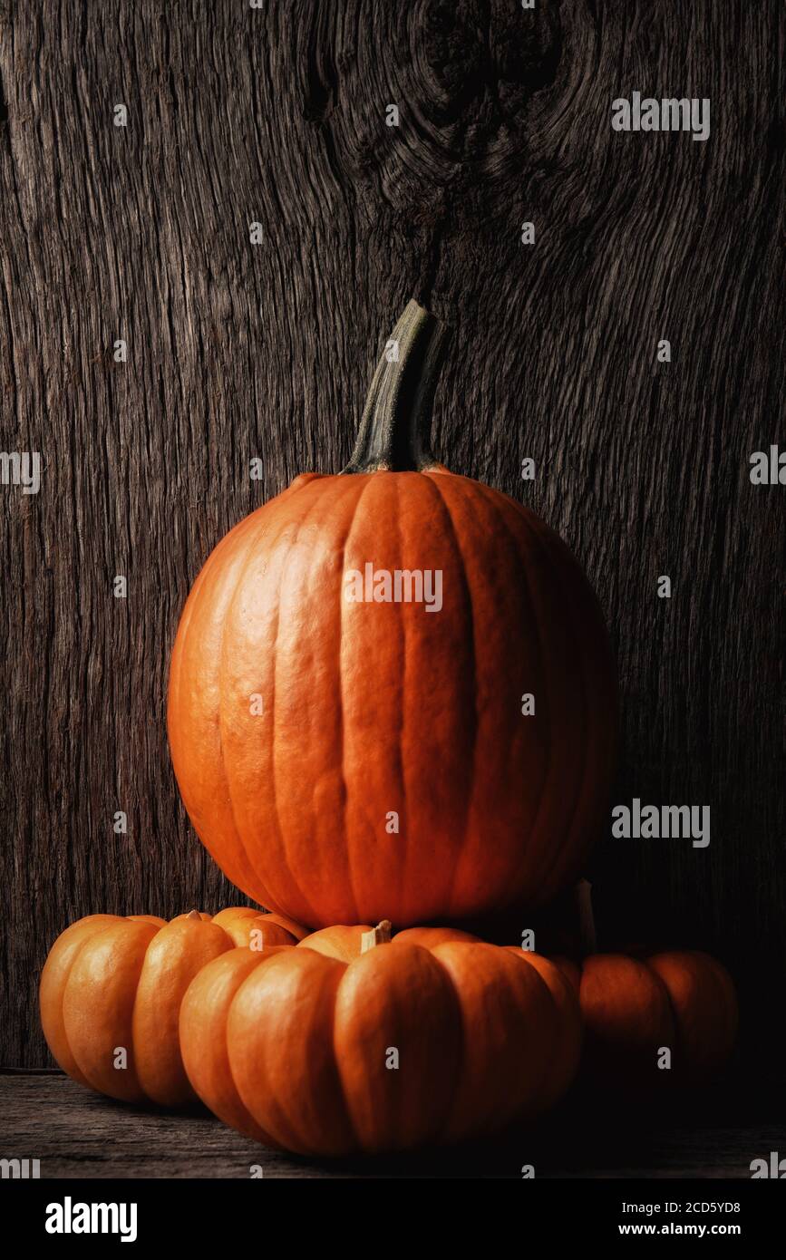 Carving pumpkin on top of three decorative mini pumpkins, Vertical format with warm side light and copy space. Stock Photo