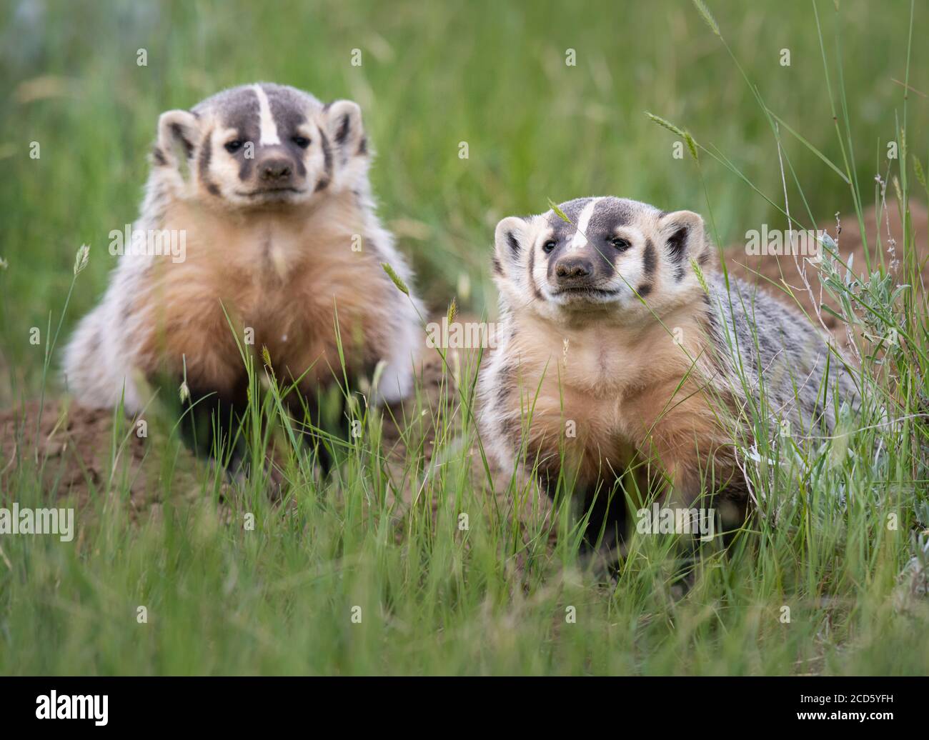 Badger in the Canadian prairies Stock Photo Alamy
