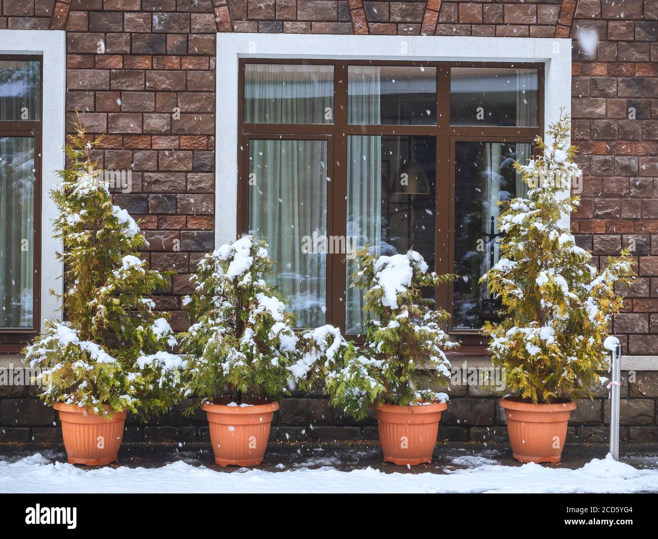 Pots with thuja shrubs stand under the window on the street covered