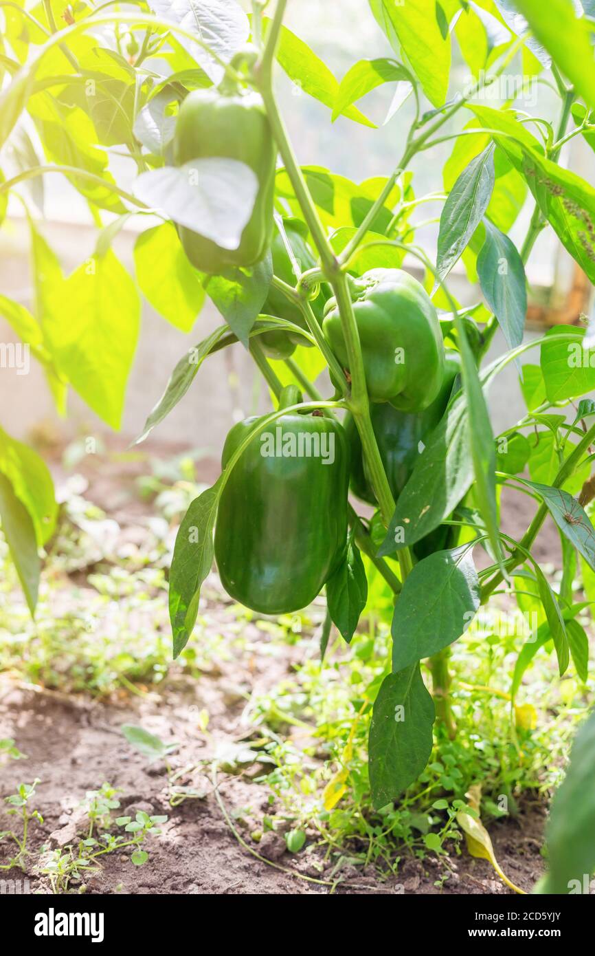 Growing peppers in a greenhouse, unripe peppers grow Stock Photo Alamy