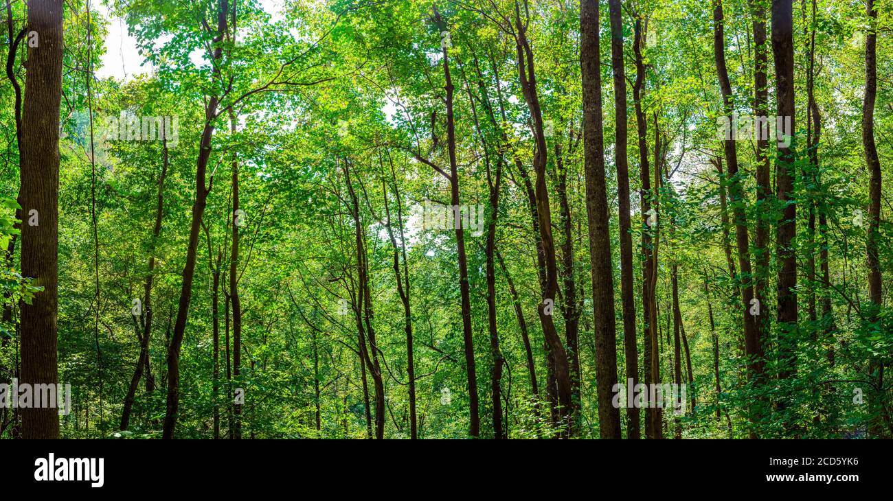 Green forest, Georgia, USA Stock Photo