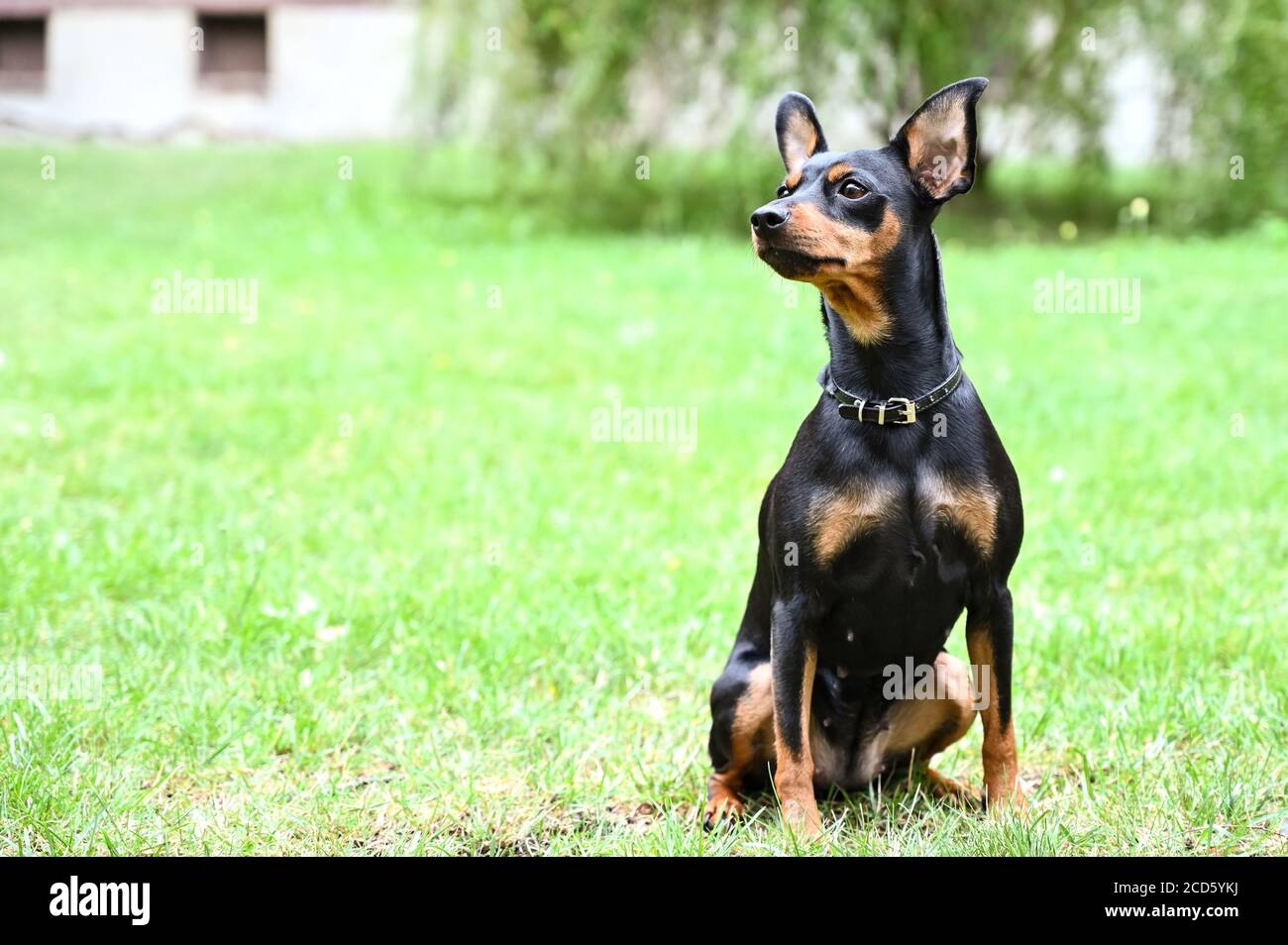 small doberman looking dog