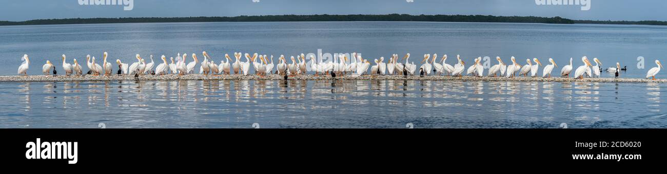 Large group of American white pelicans (Pelecanus erythrorhynchos), Gasparilla Sound, Gulf Coast, Florida, USA Stock Photo