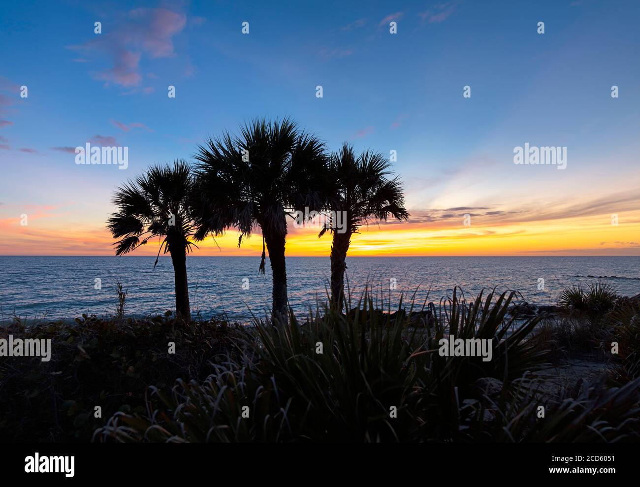 Florida tropical palm trees hi-res stock photography and images - Alamy