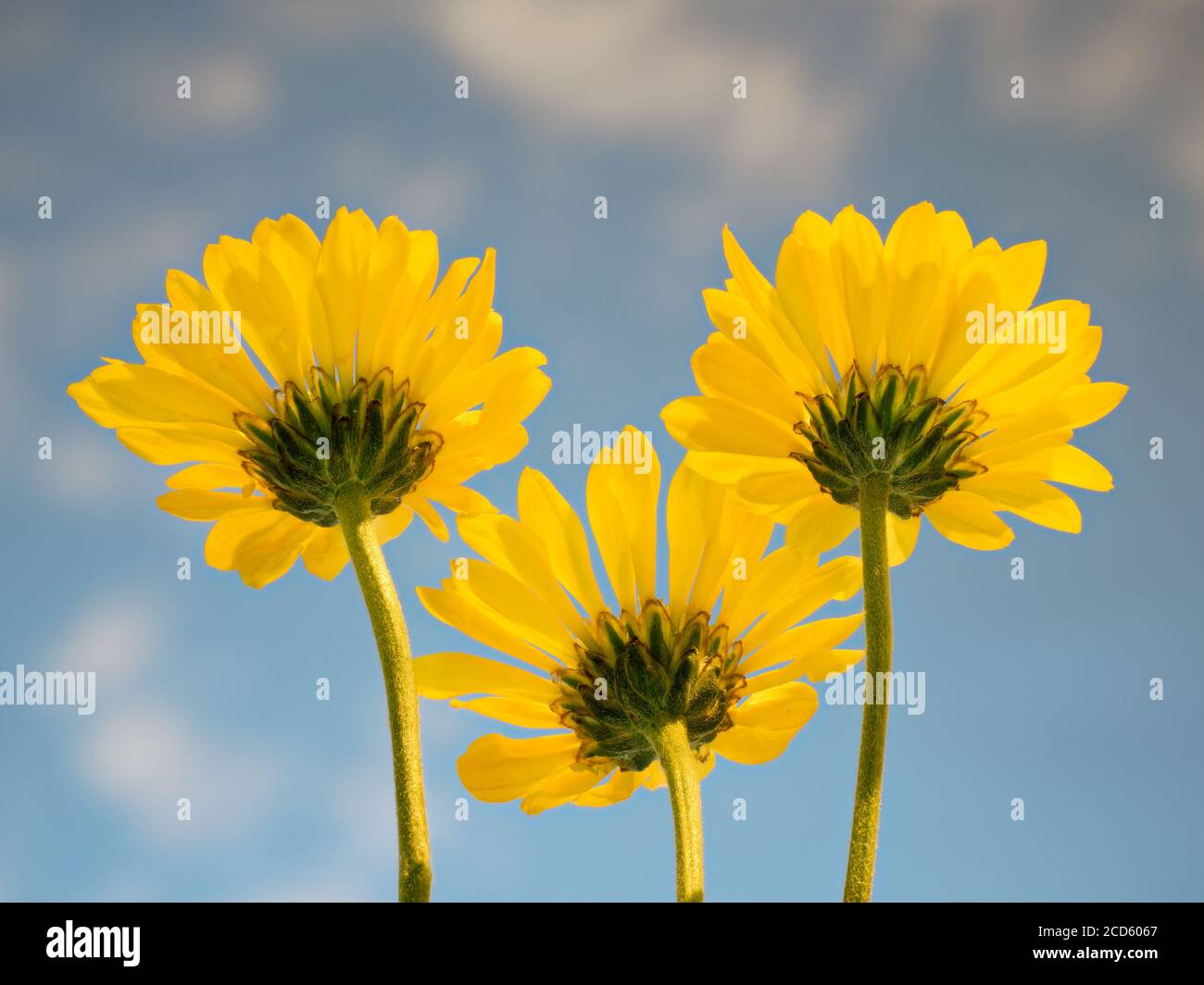 Group of three yellow daisy flowers Stock Photo