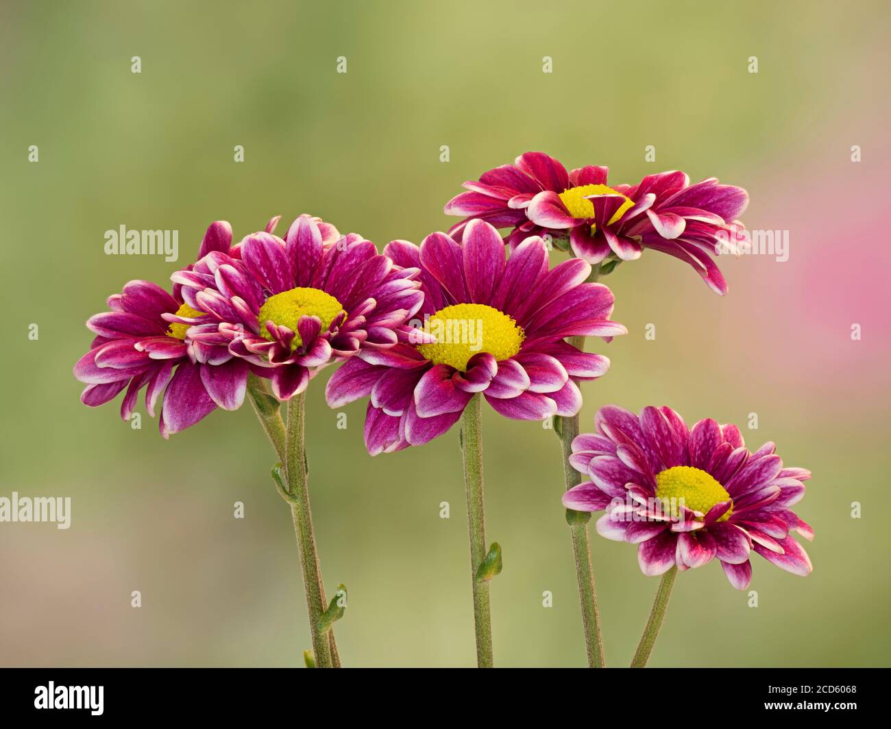 Group of pink daisy flowers Stock Photo