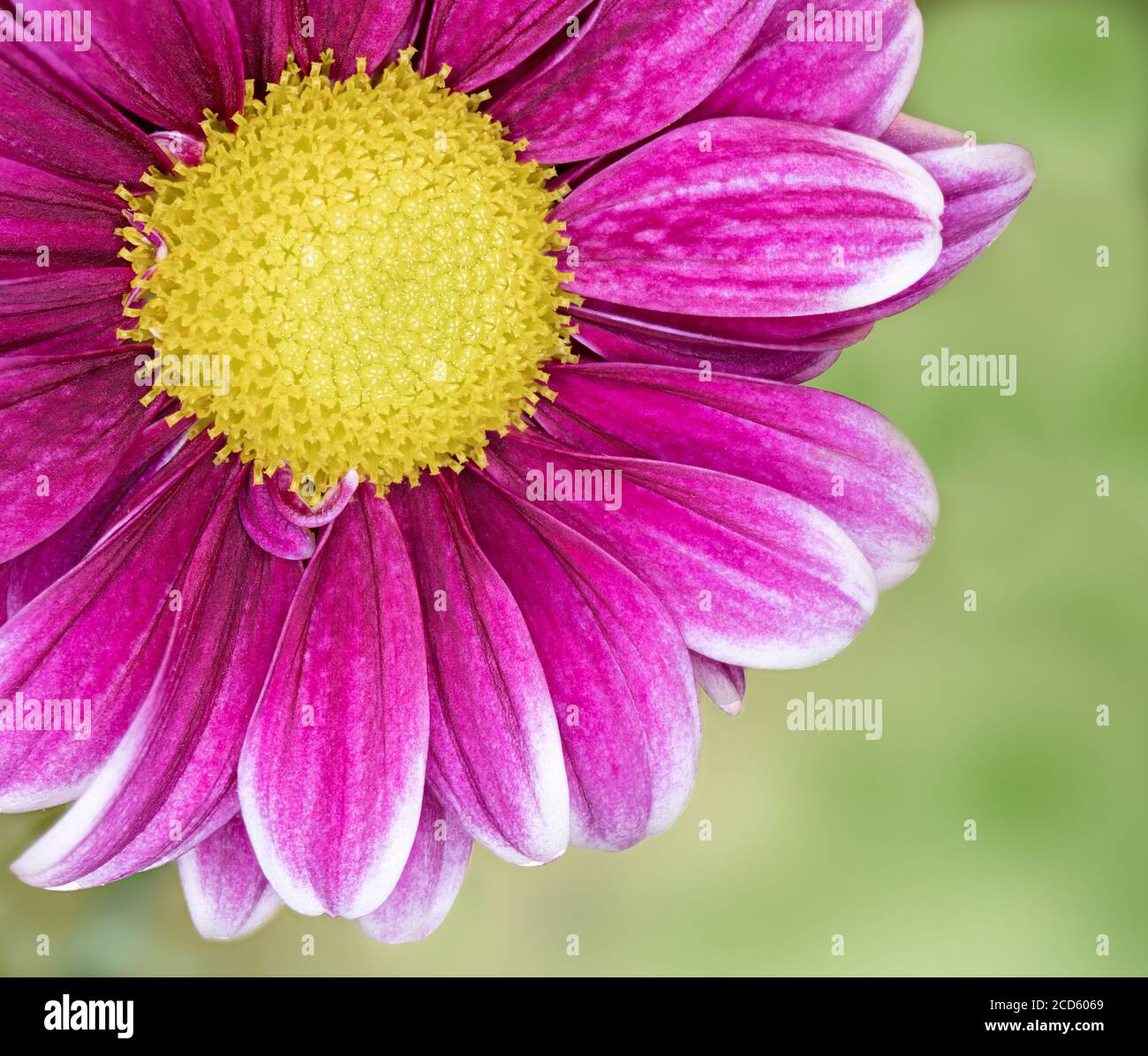 Close-up of single pink daisy flower Stock Photo