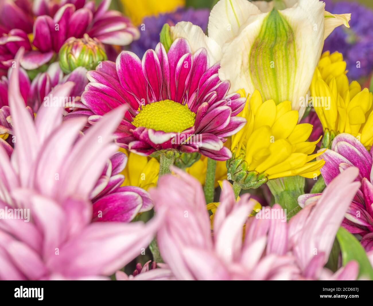 Group of multi colored flowers Stock Photo