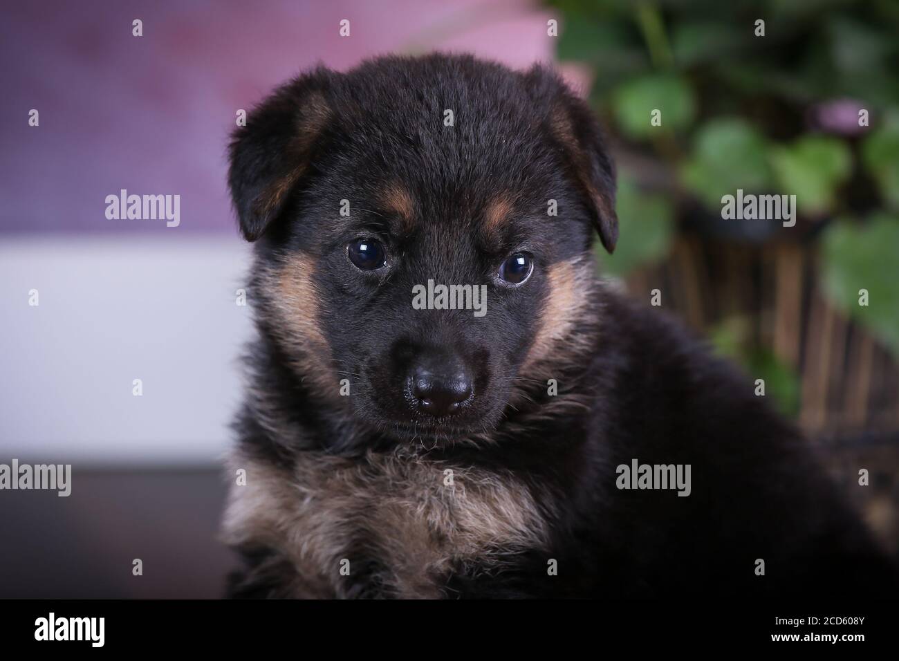 German Shepherd Puppy Stock Photo