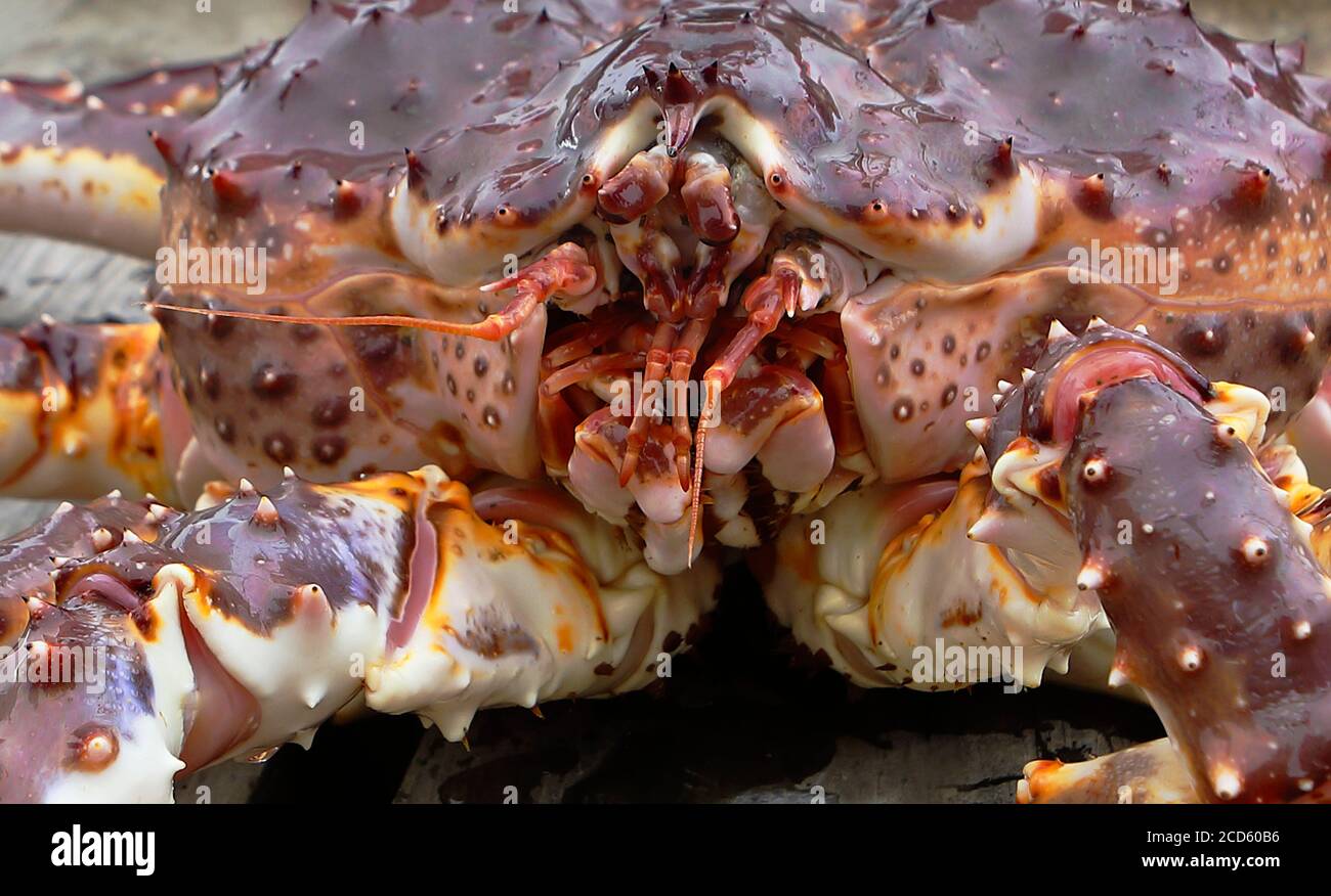 Red king giant crab called as Kamchatka crab just from water, closeup