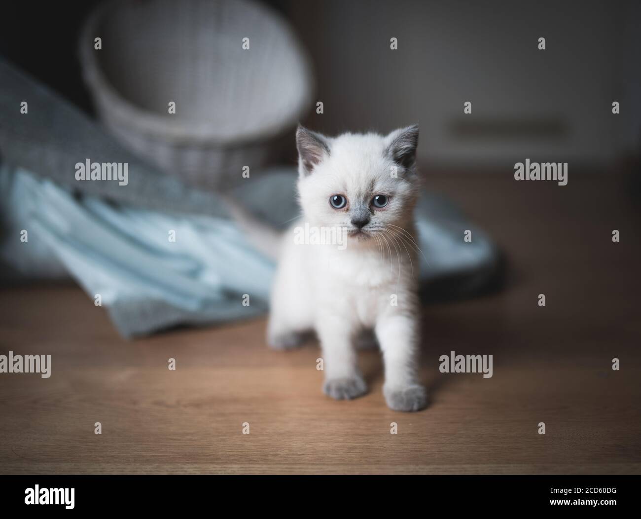 cream colored british shorthair kitten in front of a white basket and a blanket Stock Photo