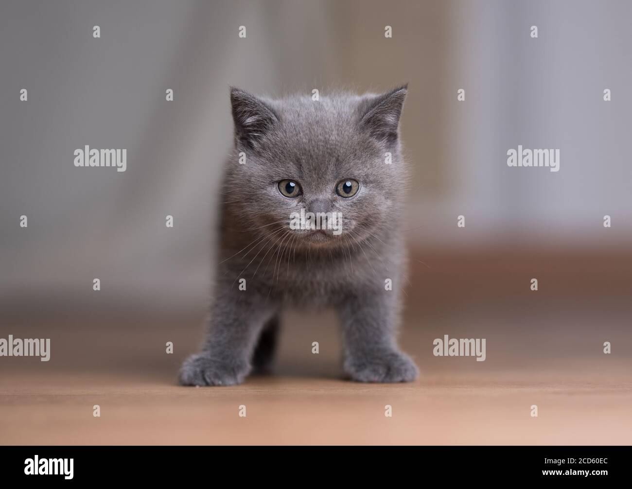 front view of a blue british shorthair kitten standing on the floor looking at camera Stock Photo