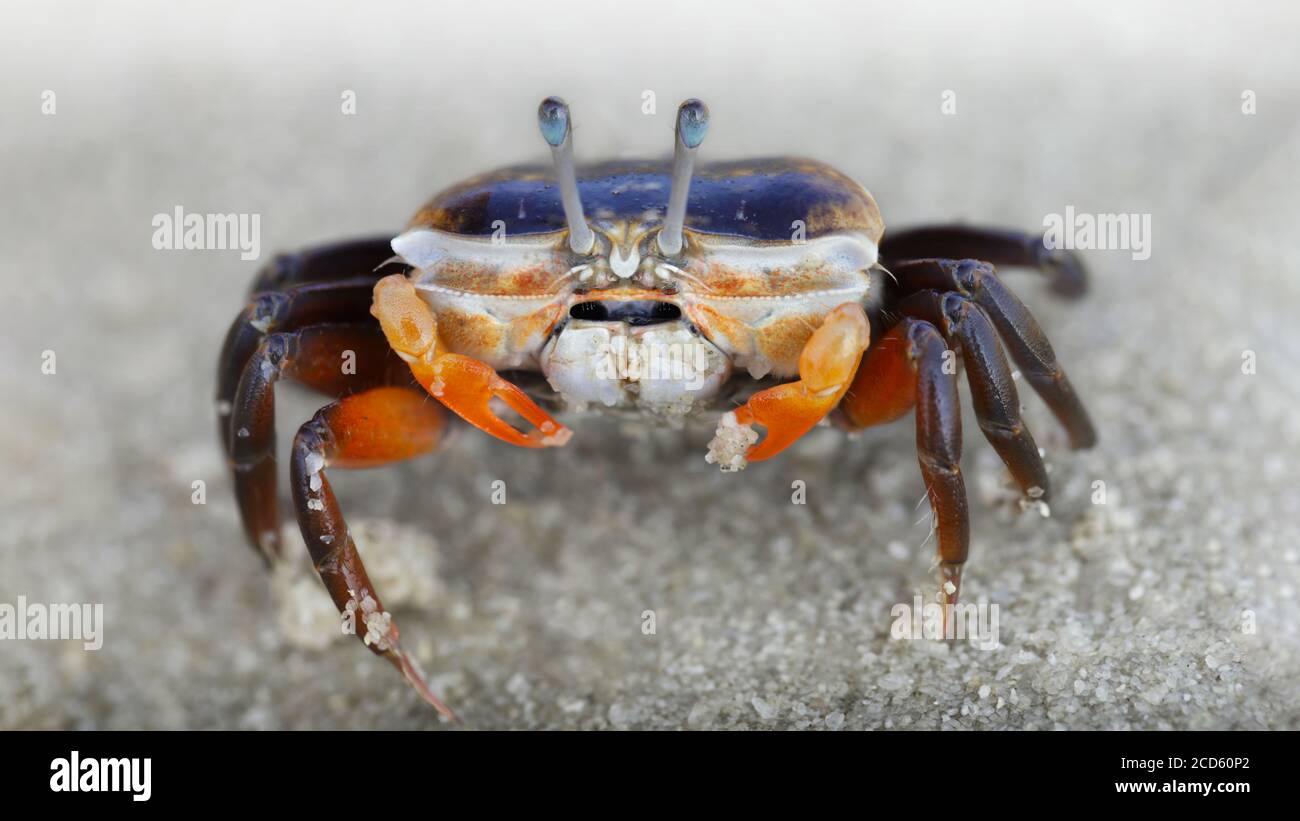 https://c8.alamy.com/comp/2CD60P2/baby-violinist-crab-with-small-orange-claws-on-the-sand-macro-photo-of-the-see-life-on-the-beach-a-crustacean-with-eight-legs-two-telescopic-eyes-2CD60P2.jpg