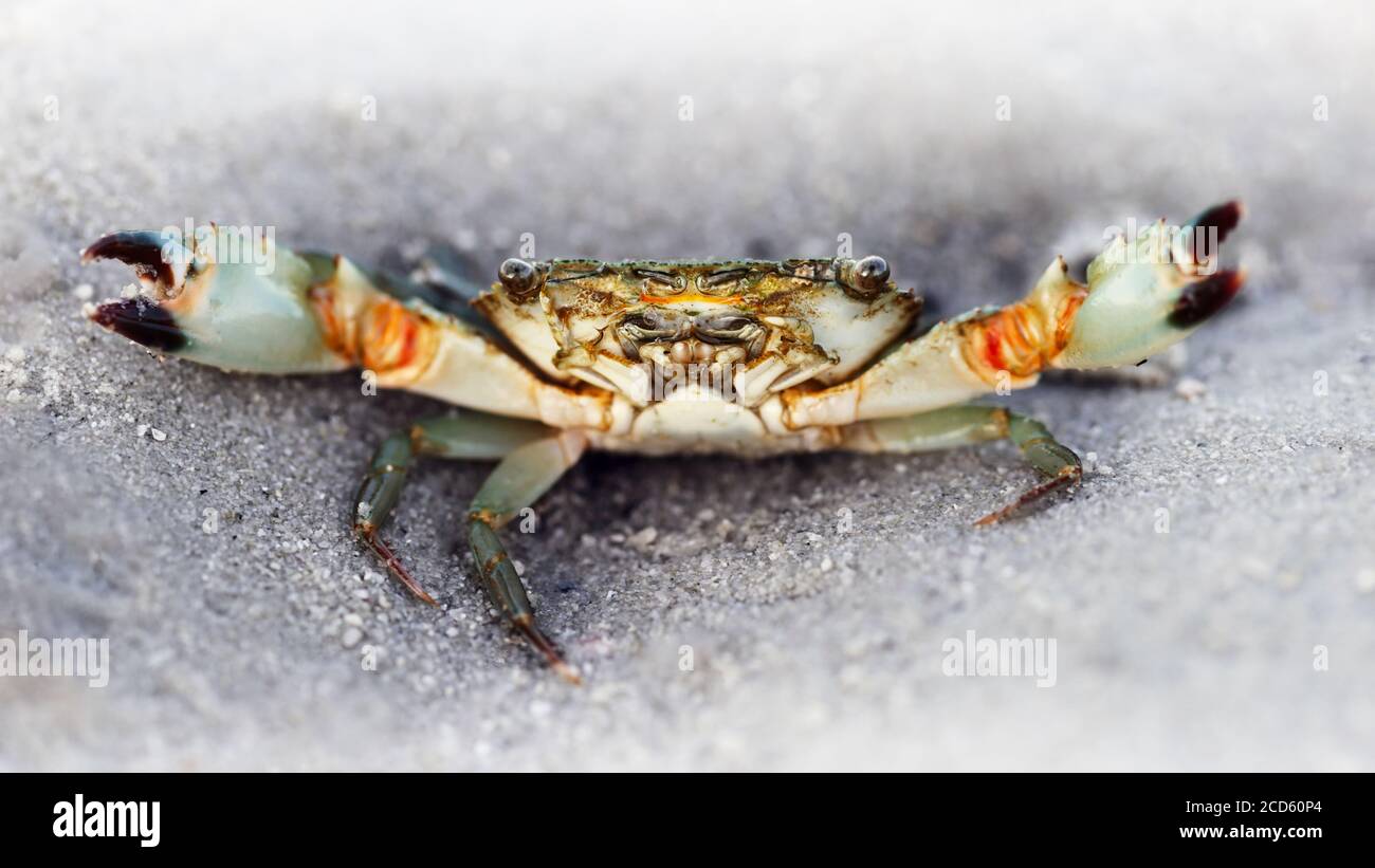 black ghost crab on the beach, two big eyes to see the danger, two claws for defense, a strong carapace for protection Stock Photo