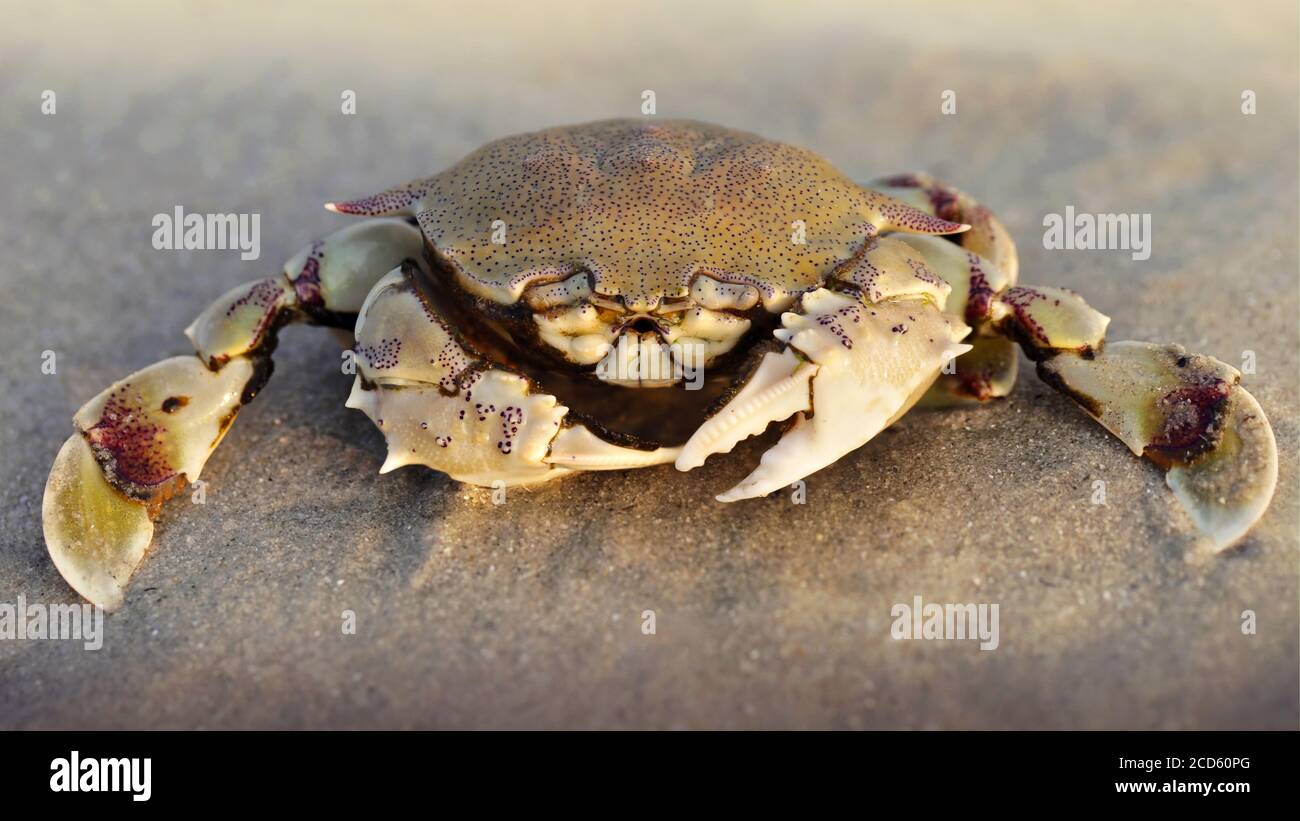 crab on the sand at sunset, a strong carapace for protection and two big claws for defense, this crustacean is a formidable fighter. macro photo Stock Photo