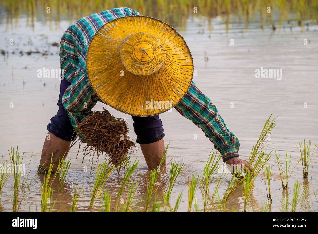 Rice Planting Season in Nakhon Nayok, Thailand Stock Photo