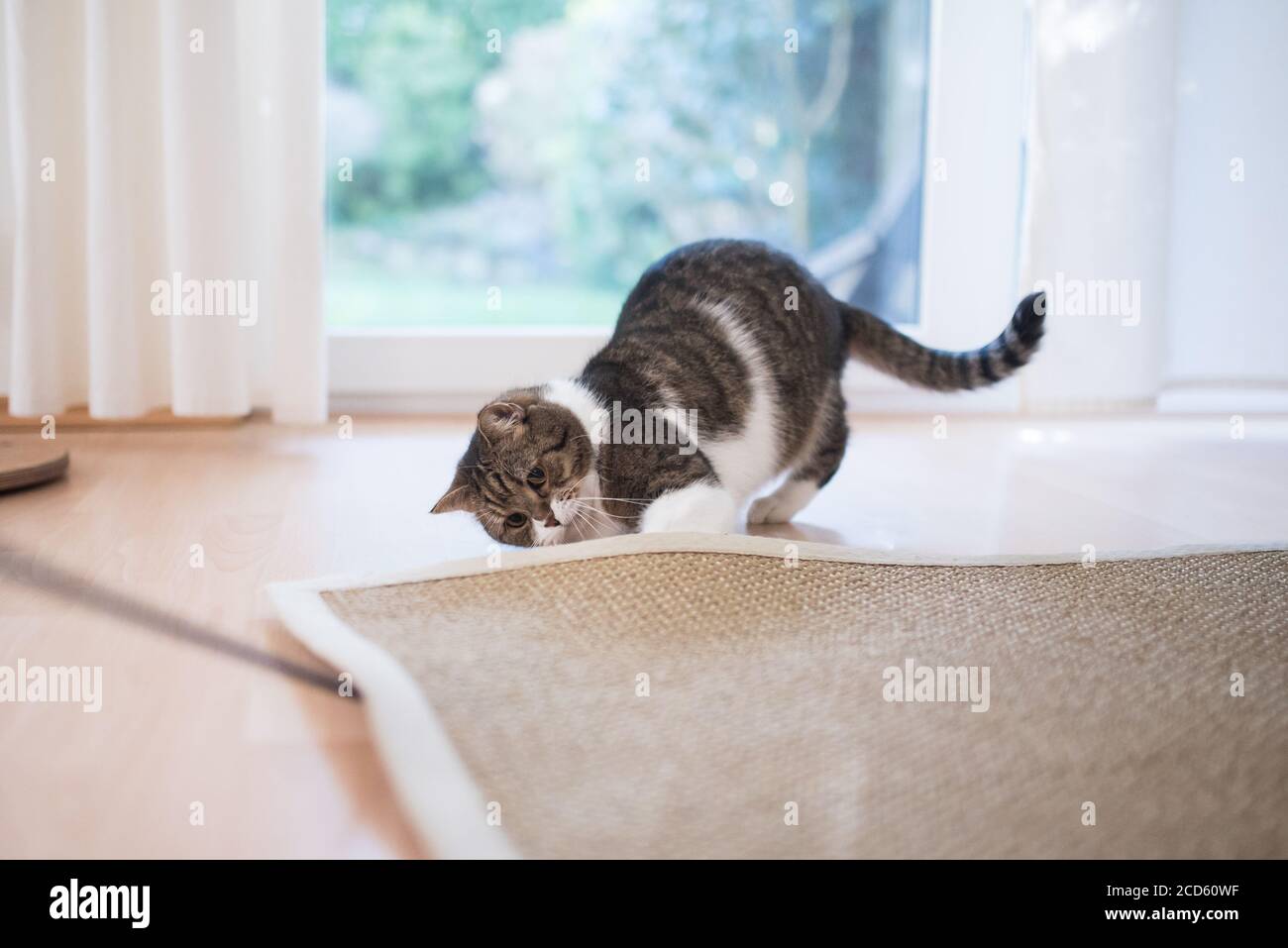 tabby white british shorthair cat searching for cat's tyo under the