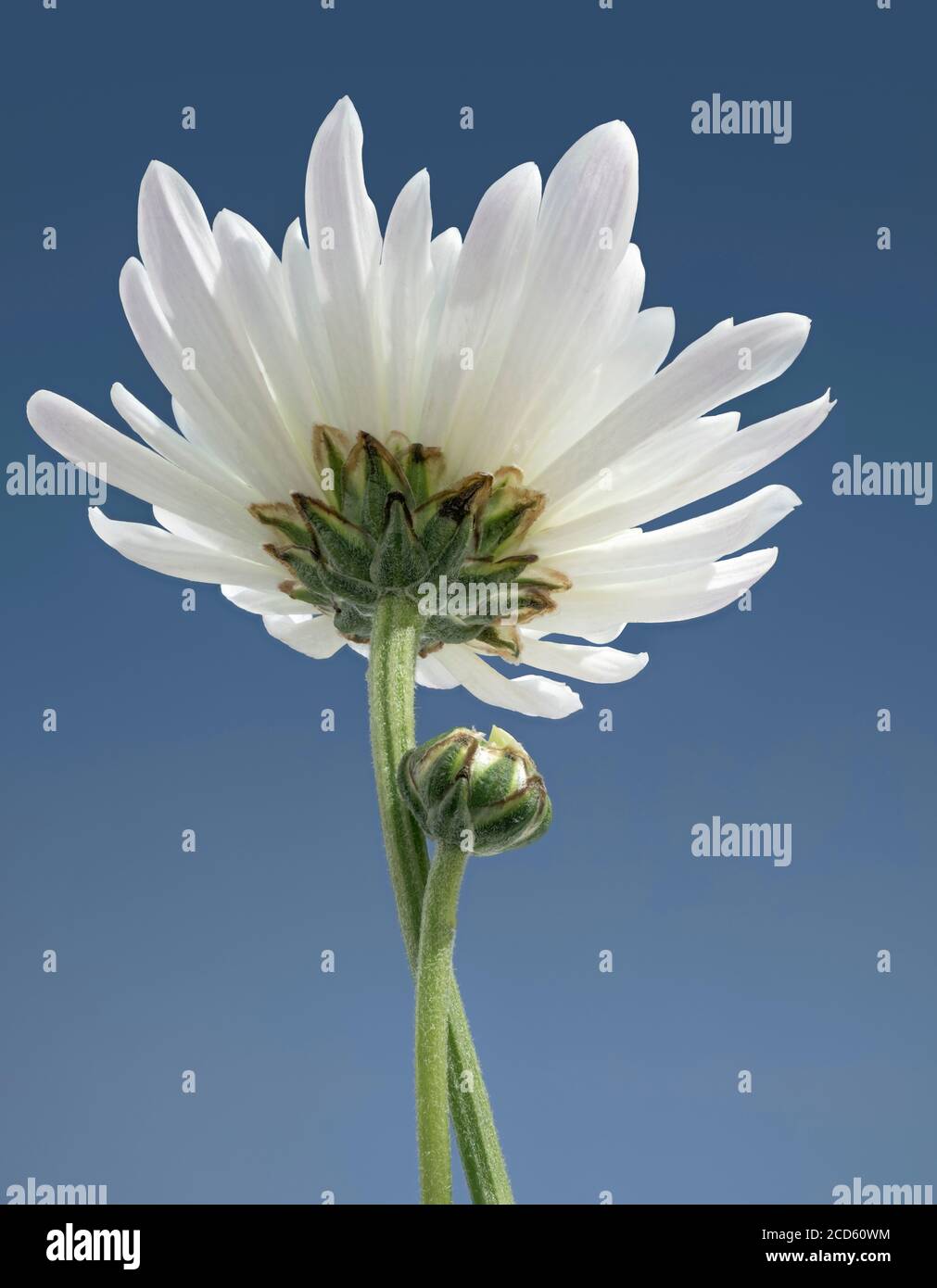 Close-up of white chrysanthemum flower Stock Photo