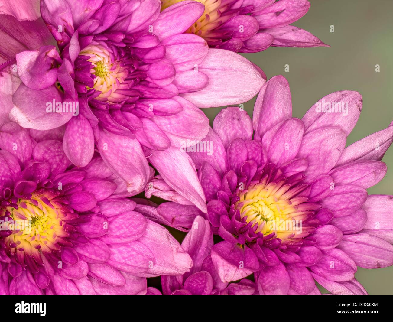 Chrysanthemum head hi-res stock photography and images - Alamy