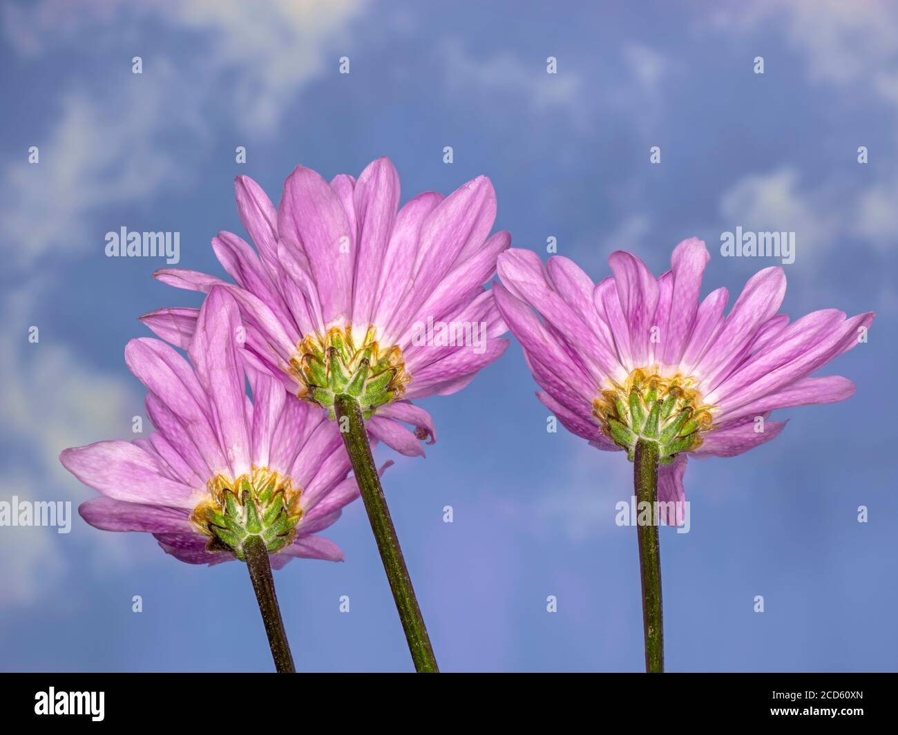 Close-up of pink chrysanthemum flowers Stock Photo
