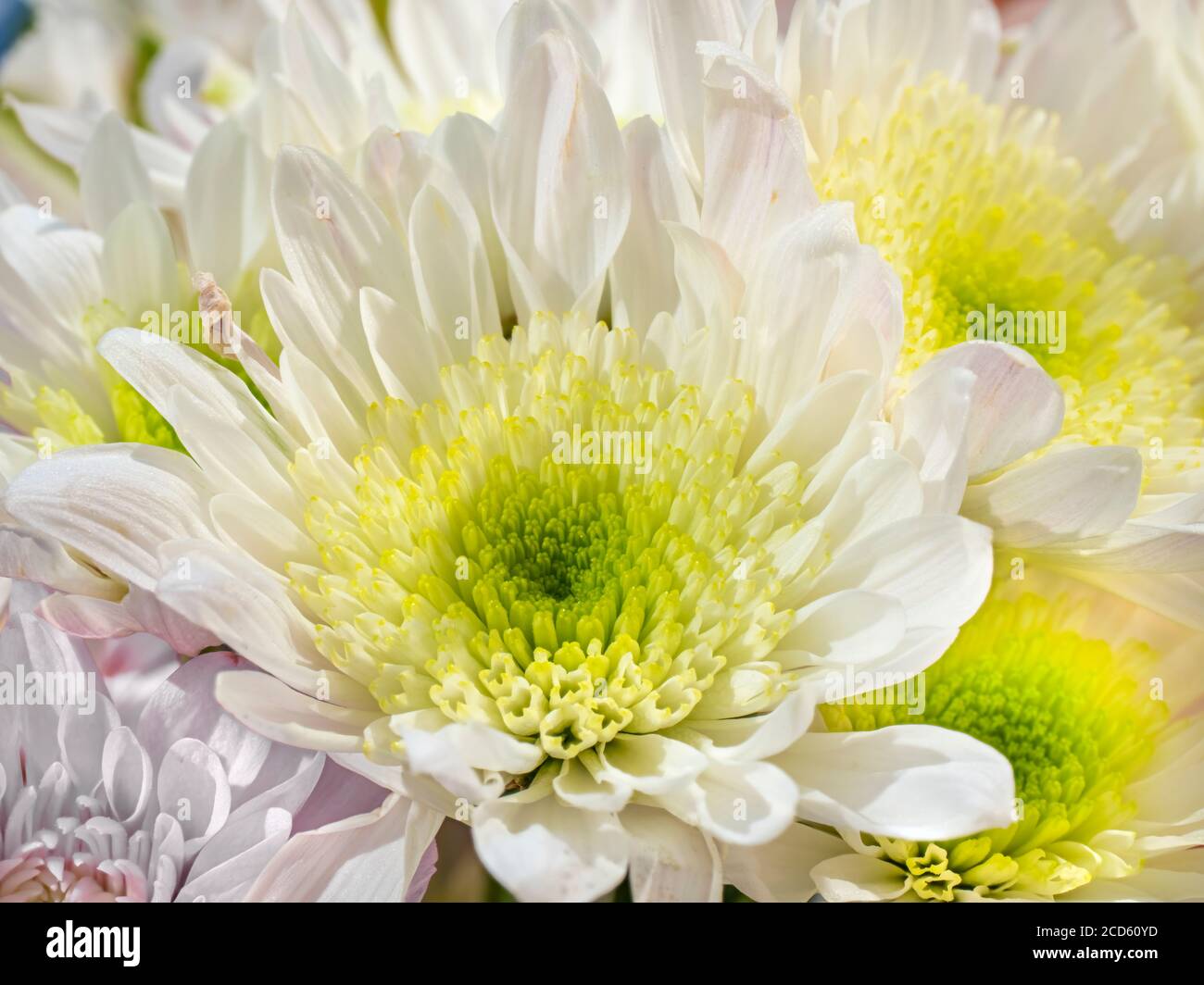 Close-up shot of white chrysanthemums Stock Photo
