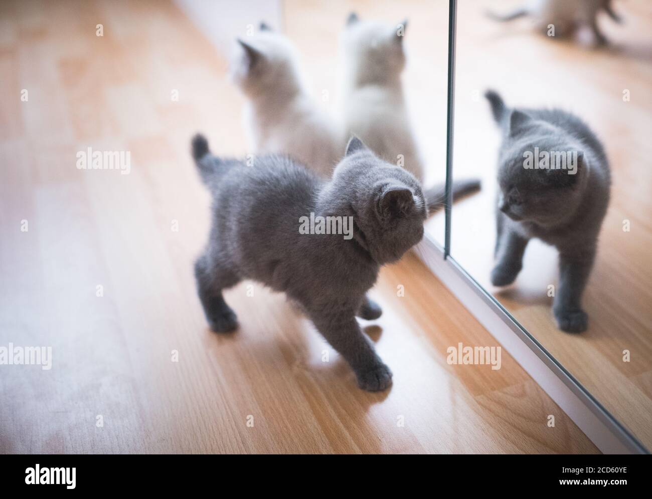blue and cream colored british shorthair kittens playing in front of the mirror Stock Photo