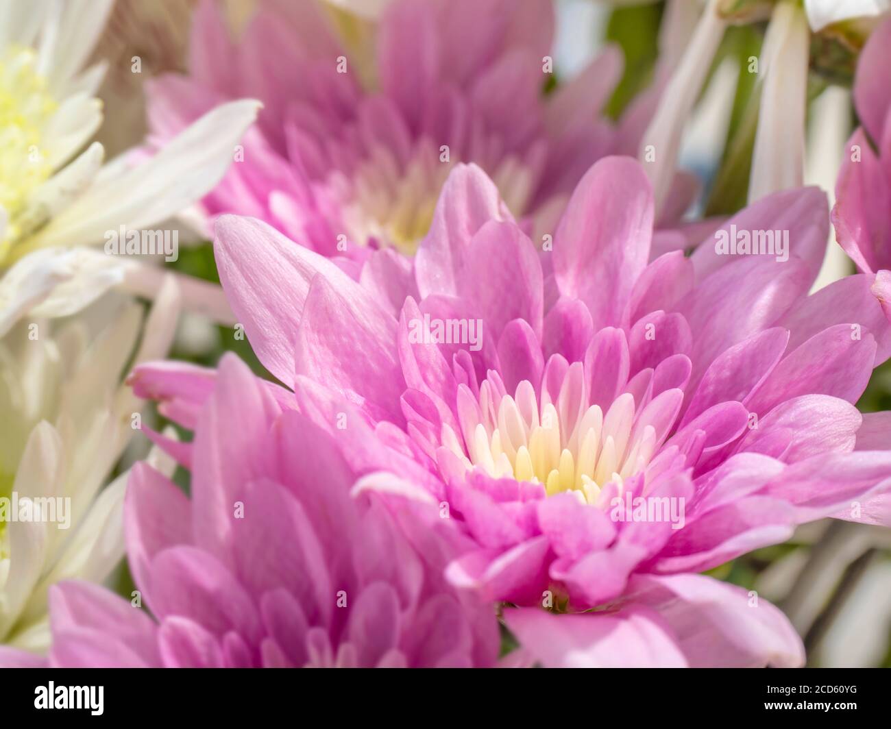 Close up shot vibrant hi-res stock photography and images - Alamy