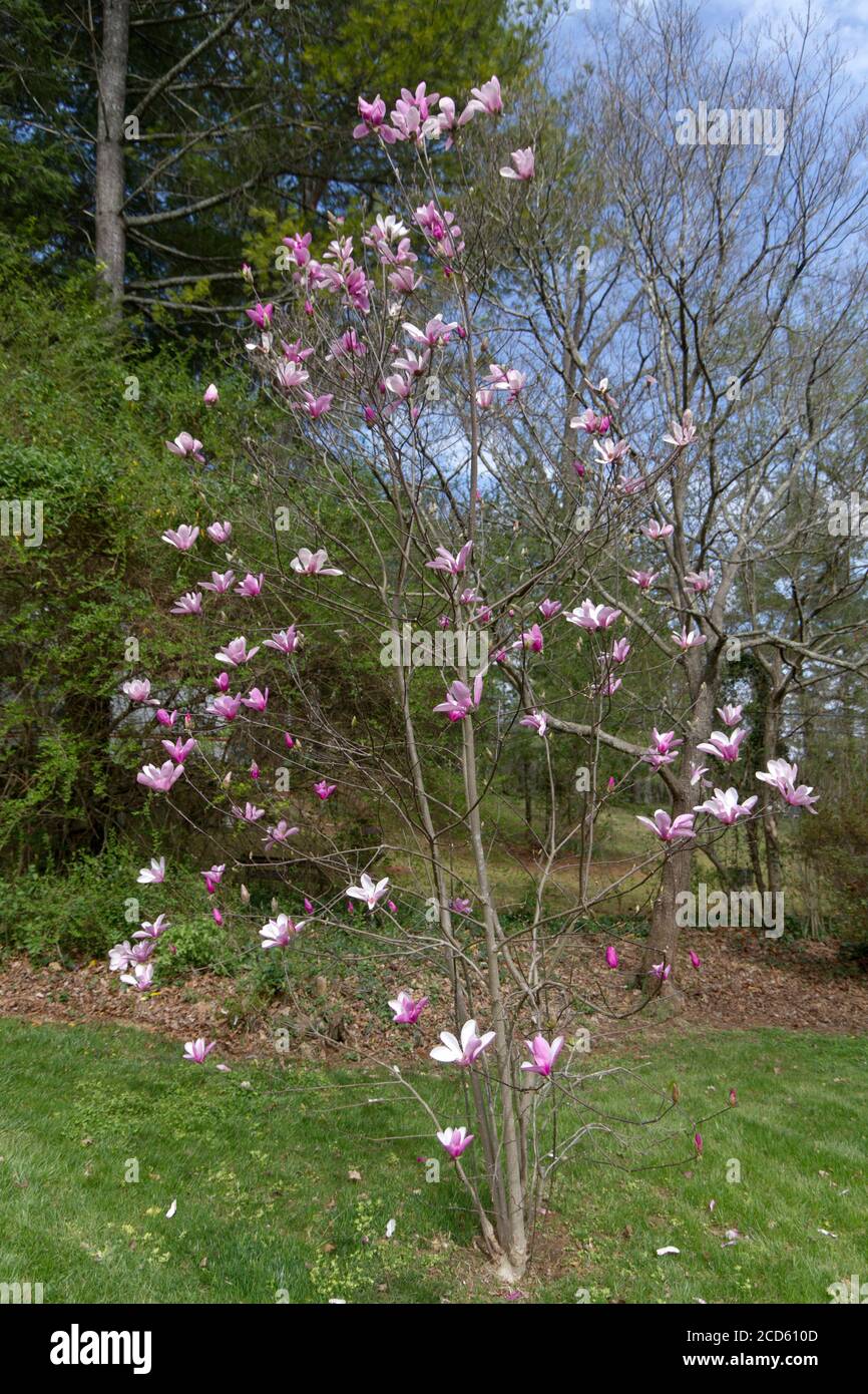 Tulip Magnolia Tree Blossom Stock Photo Alamy