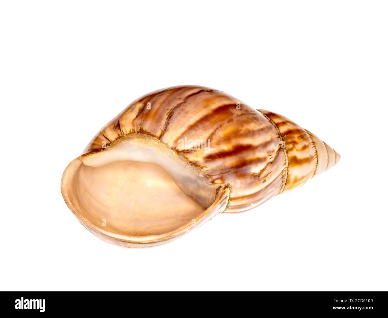 Close-up of seashell against white background Stock Photo