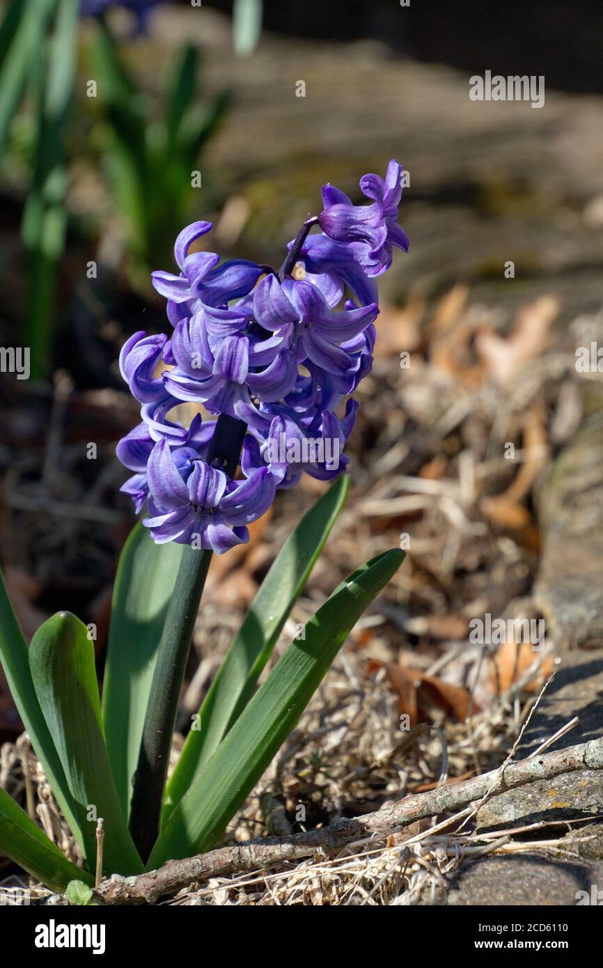 A vividly colorful flowering hyacinth plant with violet flowers, a symbol of prudence, constancy, desire of heaven, peace of mind, and spring Stock Photo