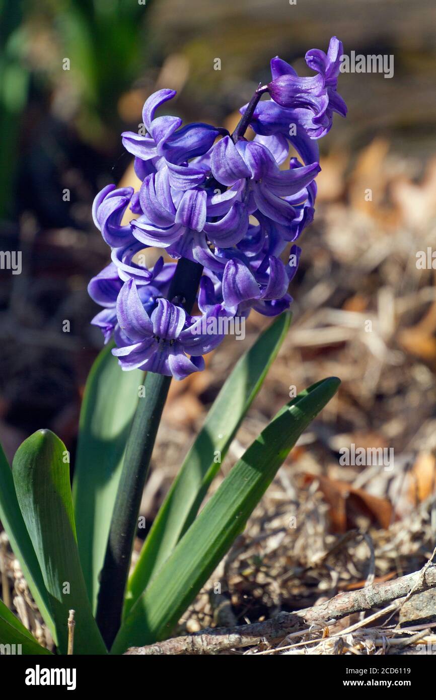 Close up of a vividly colorful flowering hyacinth plant with violet flowers symbolic of prudence, constancy, desire of heaven and peace of mind Stock Photo