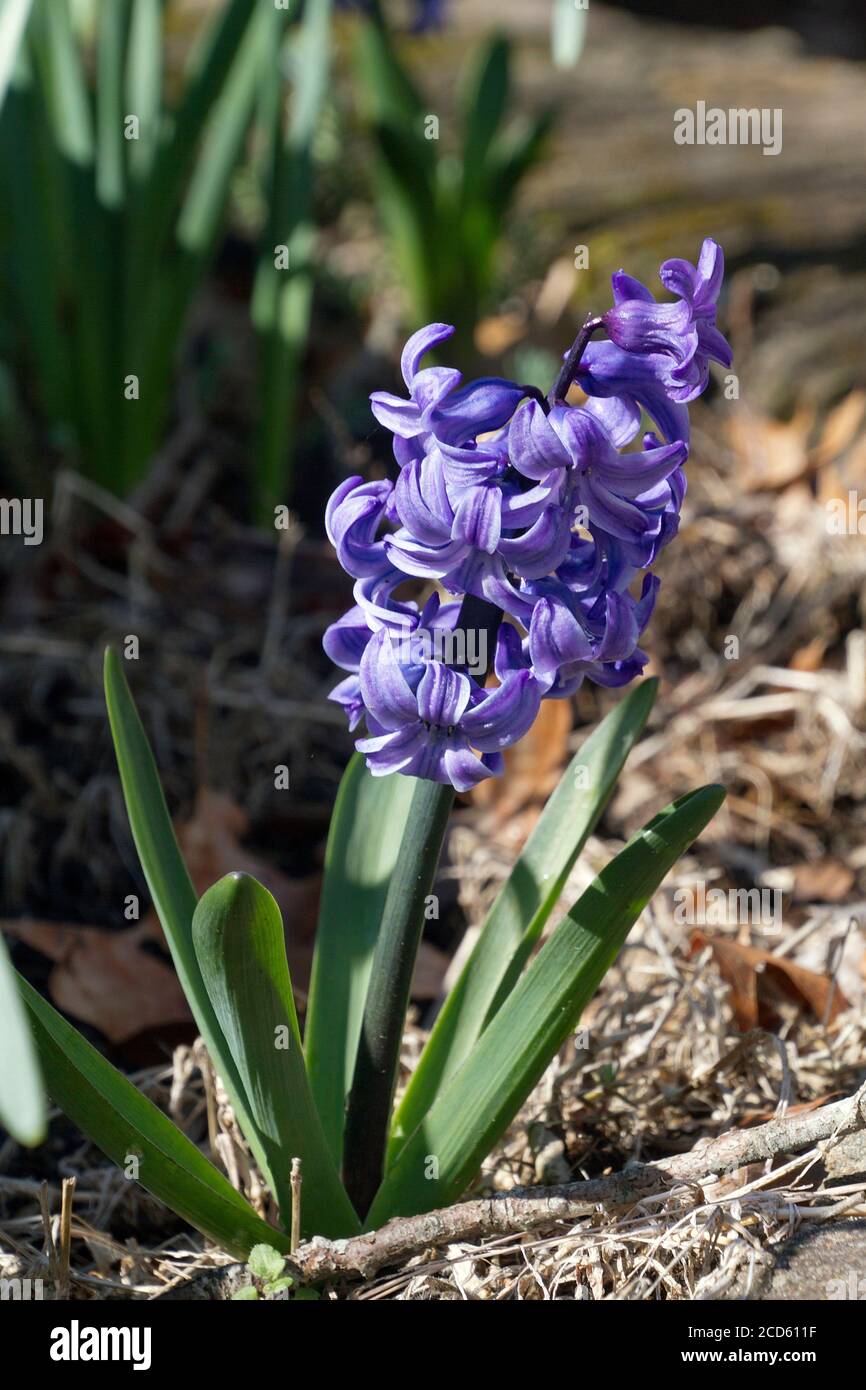 A vividly colorful flowering hyacinth plant with violet flowers, a symbol of prudence, constancy, desire of heaven, peace of mind, and spring Stock Photo