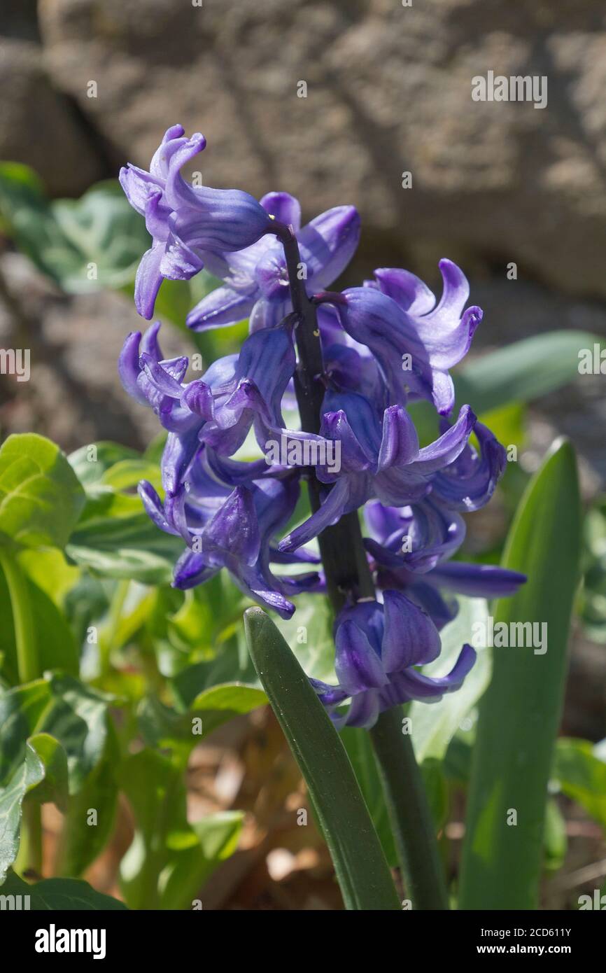 Close up of a vividly colorful flowering hyacinth plant with violet flowers symbolic of prudence, constancy, desire of heaven and peace of mind Stock Photo