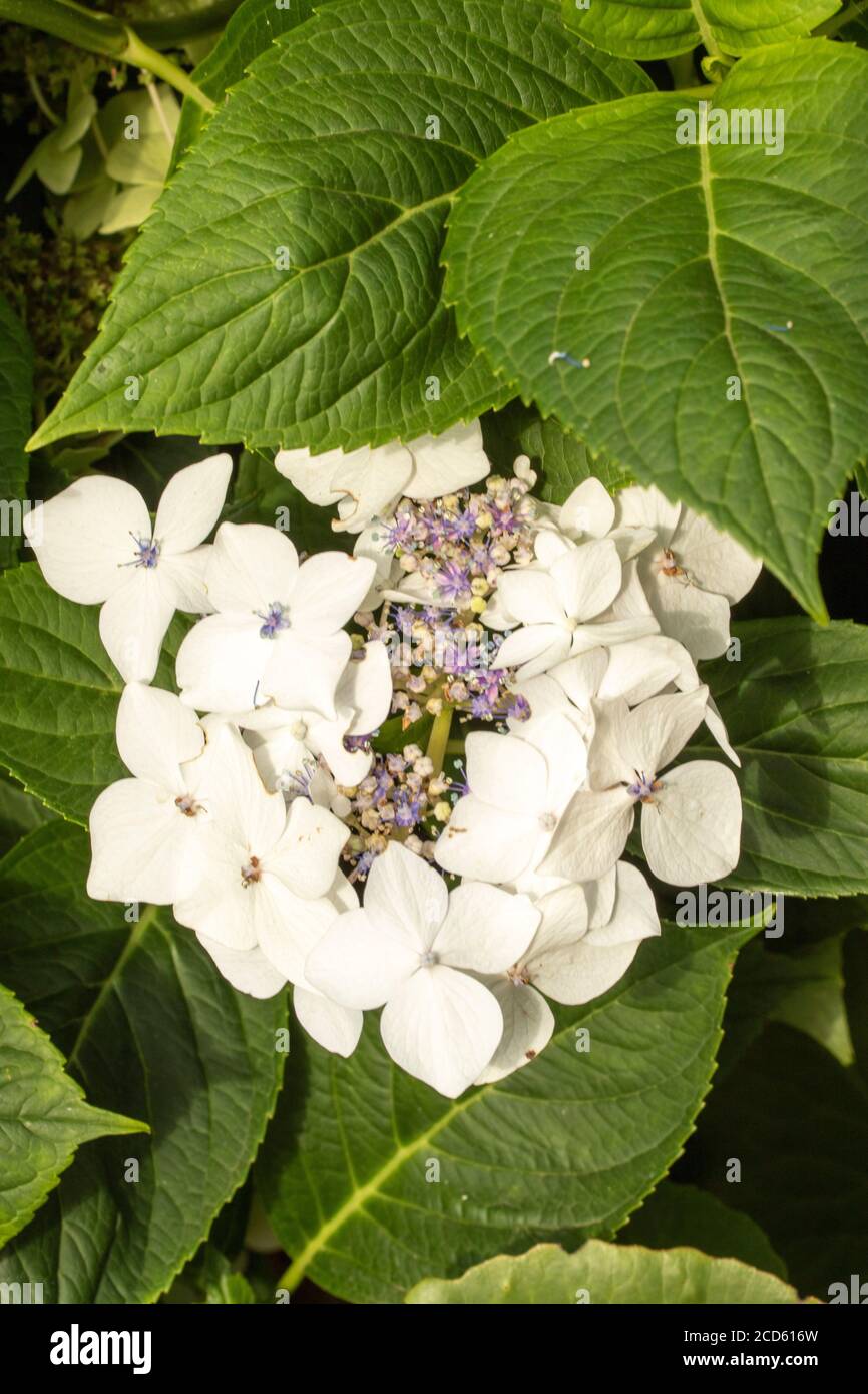 Hydrangea 'Lanarth White' close -up flower photograph Stock Photo - Alamy