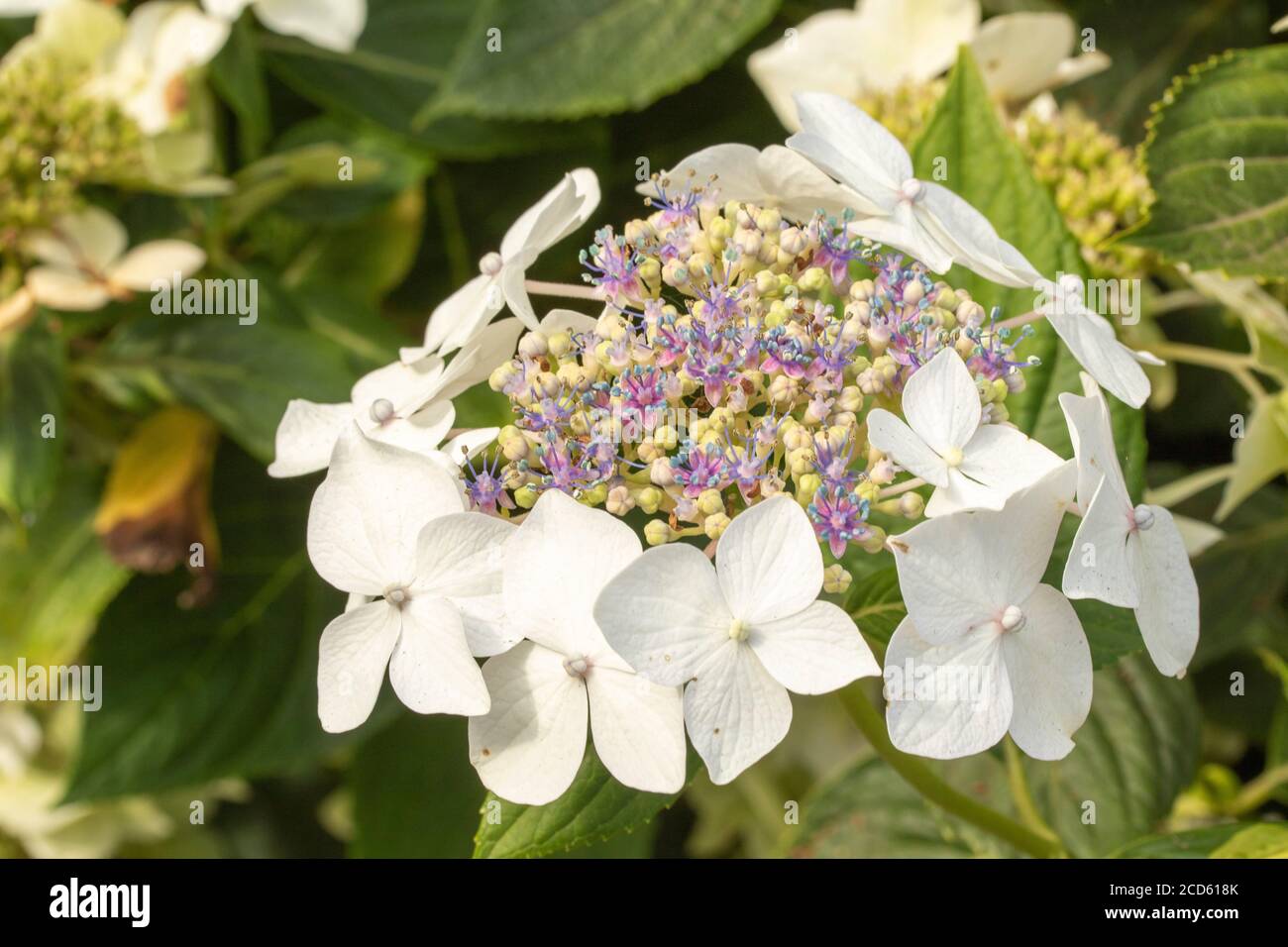 Hydrangea 'Lanarth White' close -up flower photograph Stock Photo - Alamy