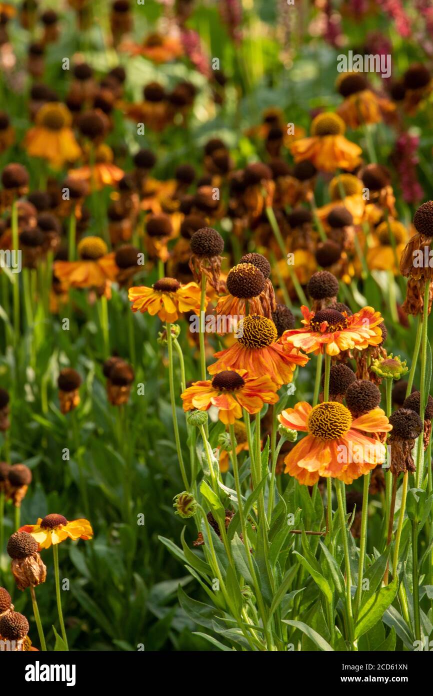 Echinacea growing and flowering on mass, closeup nature portrait Stock